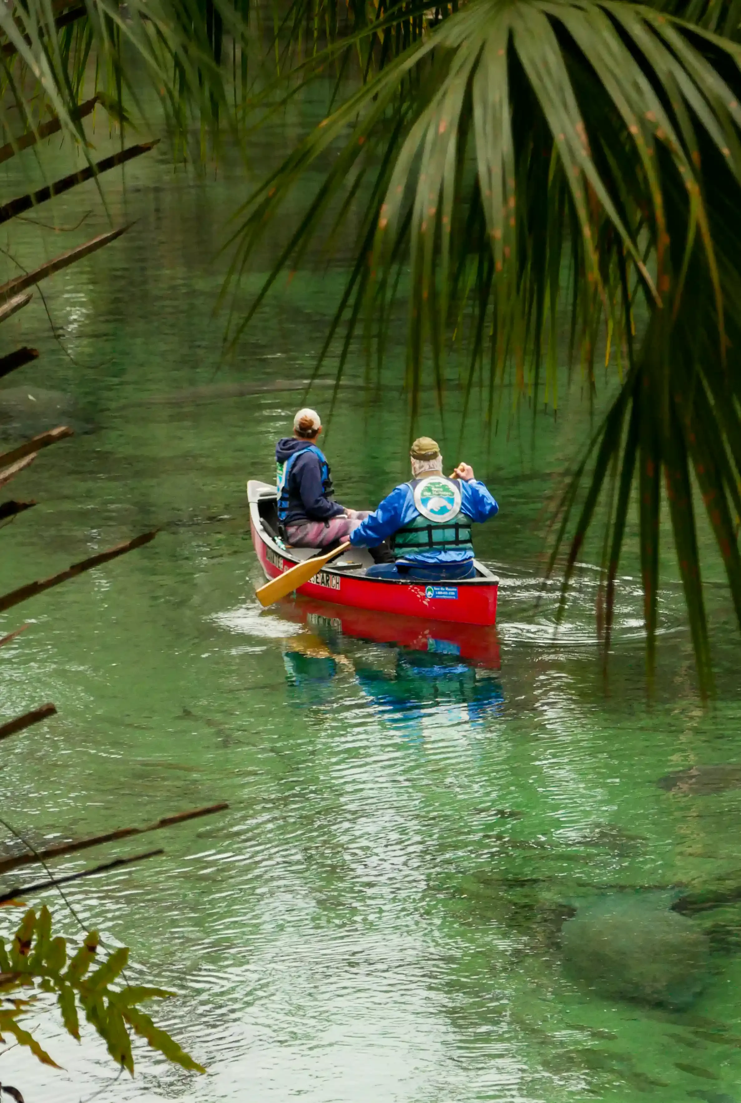At Blue Spring State Park, the Save the Manatee Club champions the protection of Florida manatees. Their vital conservation work and research help safeguard hundreds of these wintering gentle giants.
