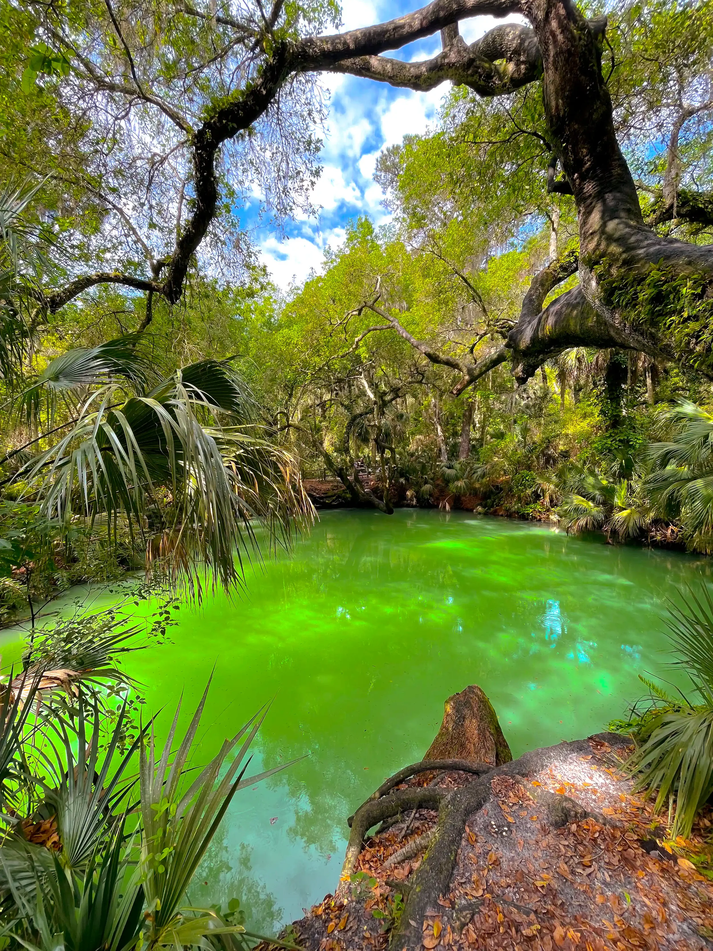 Experience the striking emerald waters of Green Springs Park. Once the site of a historic 19th century health resort, this beautiful natural sulfur spring now offers peaceful, shaded nature trails located in Enterprise.