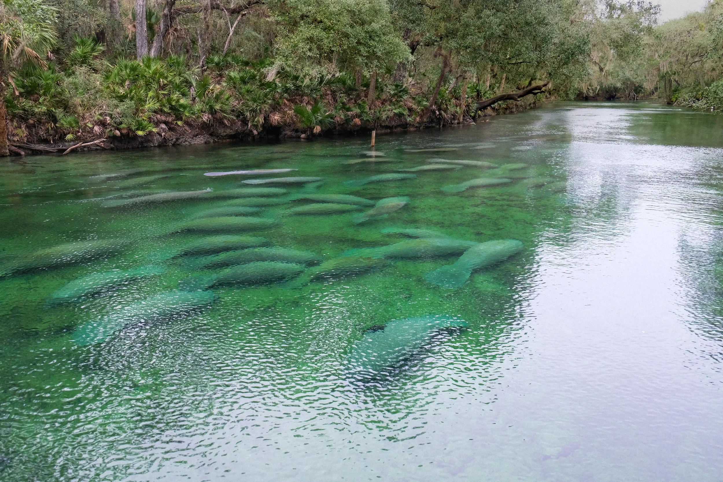 Blue Spring State Park