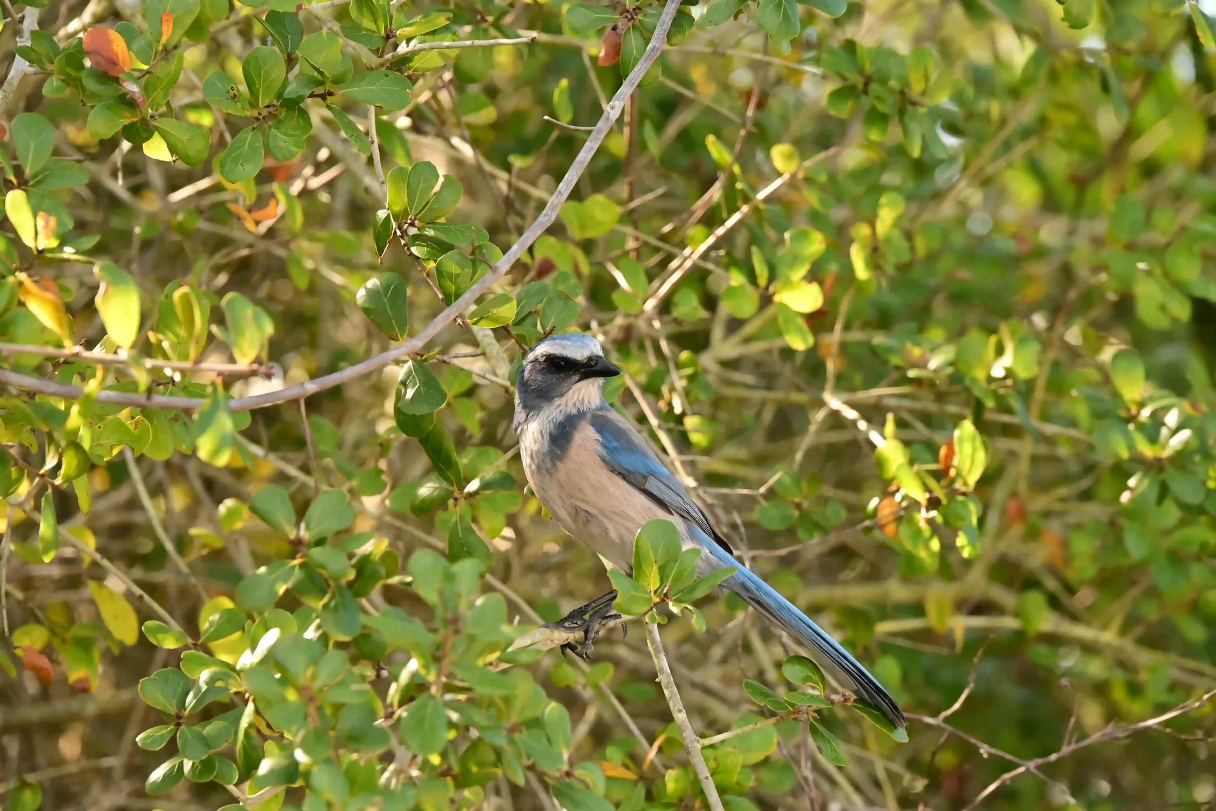Spot the rare Florida Scrub Jay, a friendly blue-and-gray bird found nowhere else in the world. Visitors can best observe these endangered, curious natives exploring the trails at Lyonia Preserve and in other places in West Volusia.