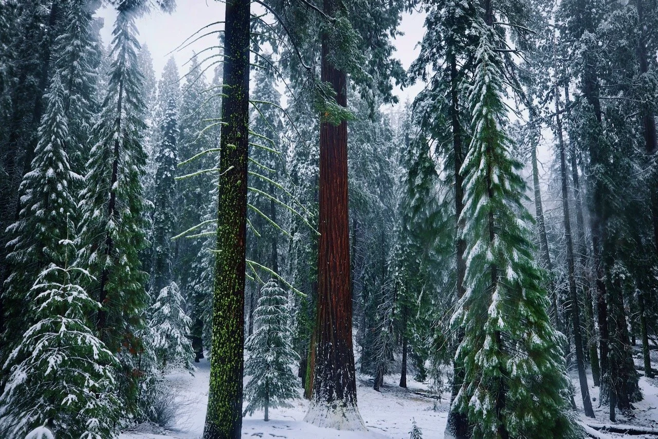 Sequoia National Park