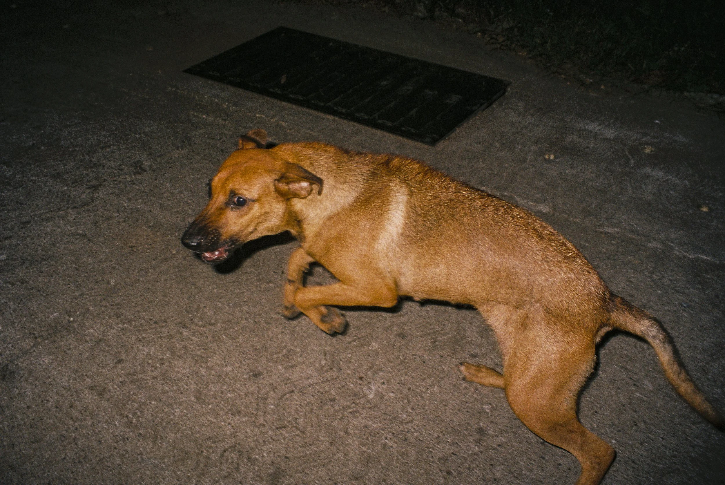 Fuckin crazy dog tryin to bite me  copy.jpg