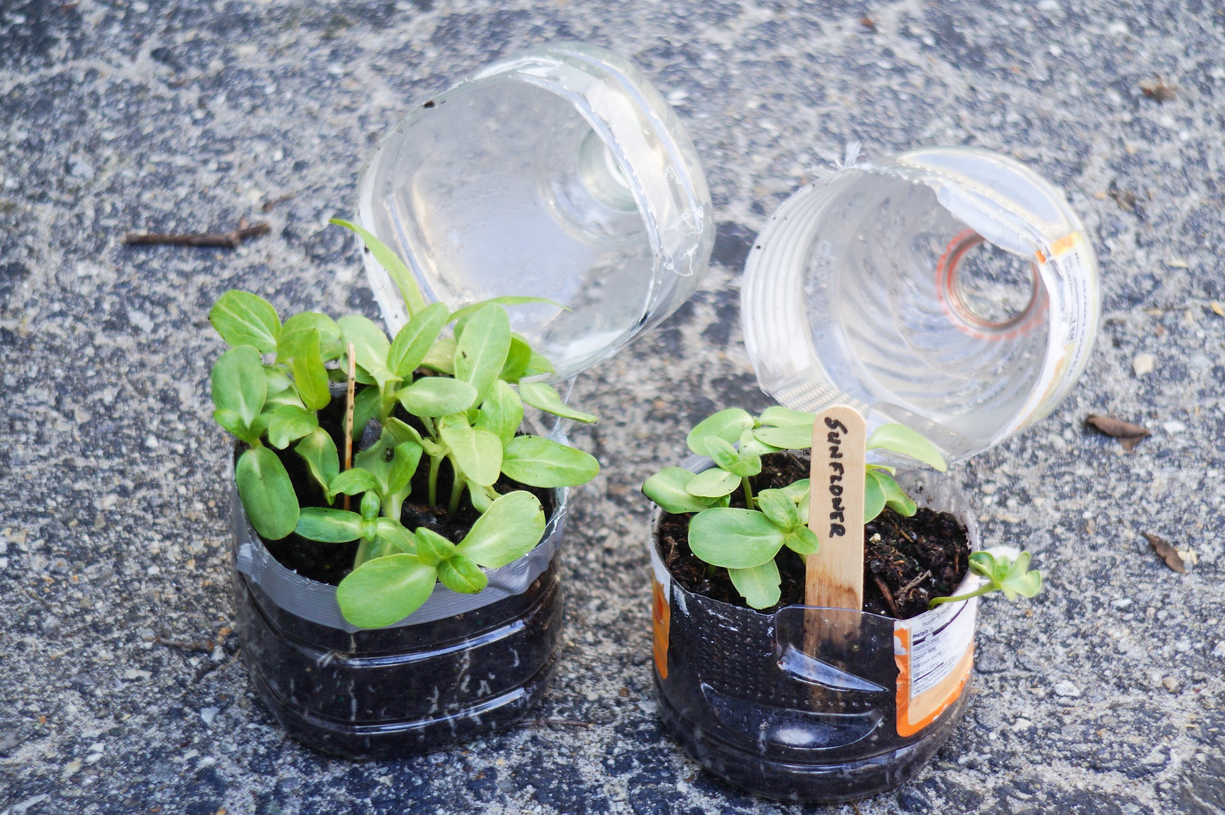 Winter Sowing Tutorial