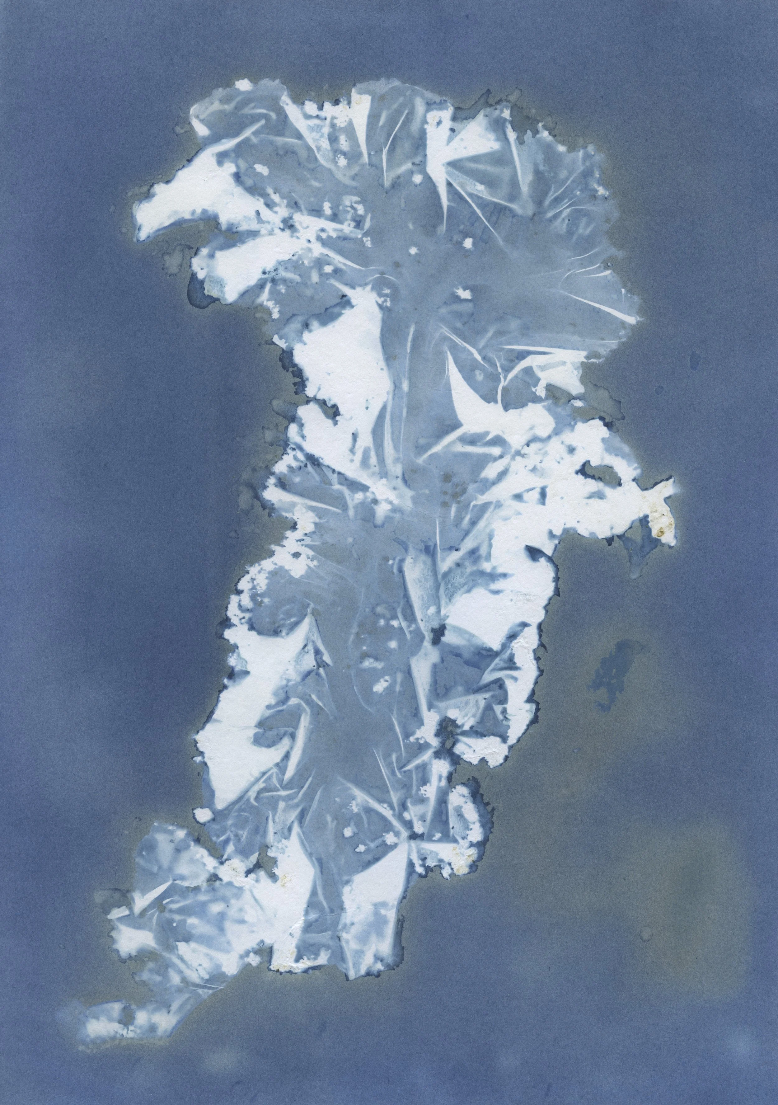 Cyanotype_sealettuce_wet_2.JPG