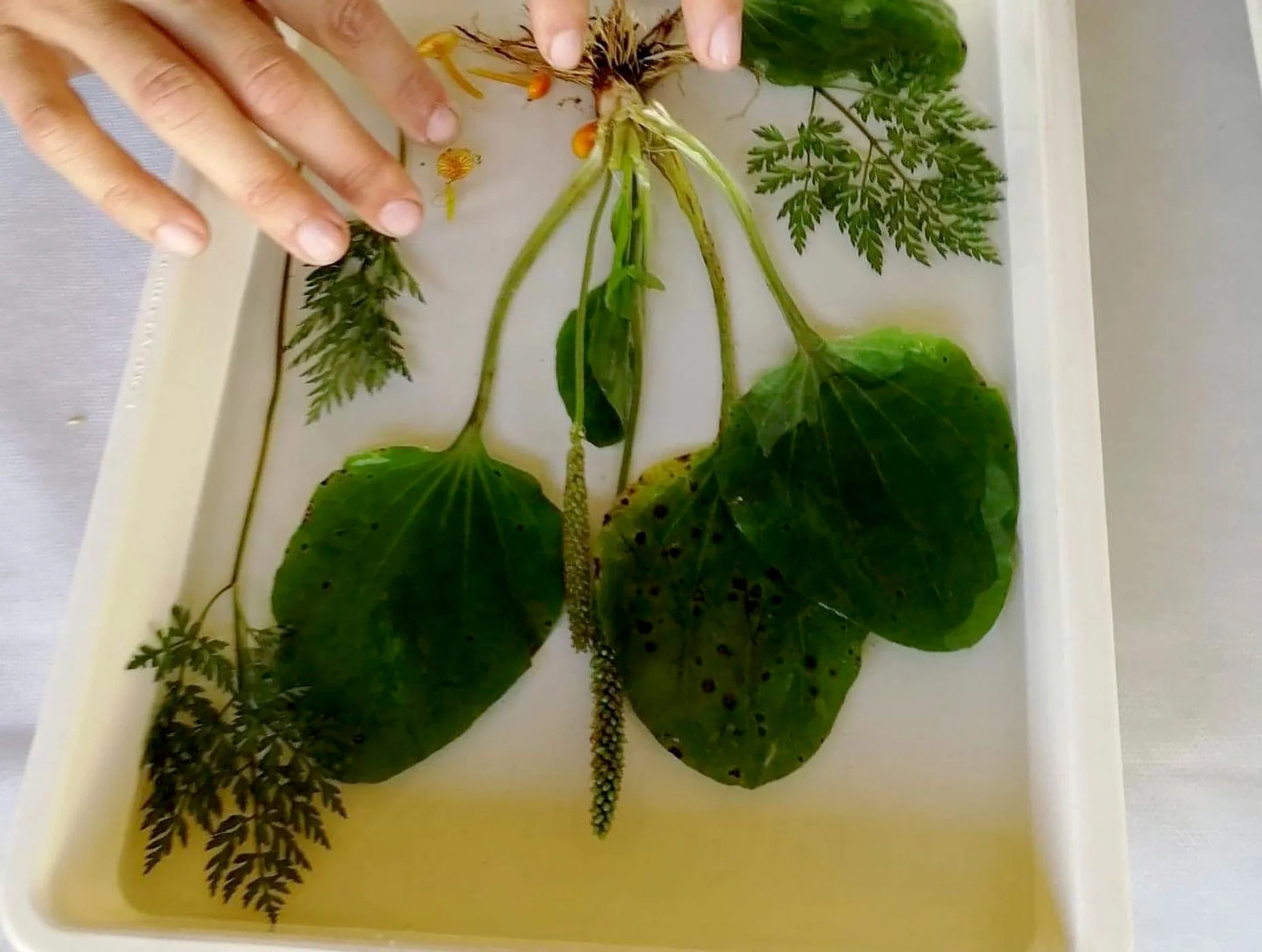 MariaMagnusson-Phyto1.jpg