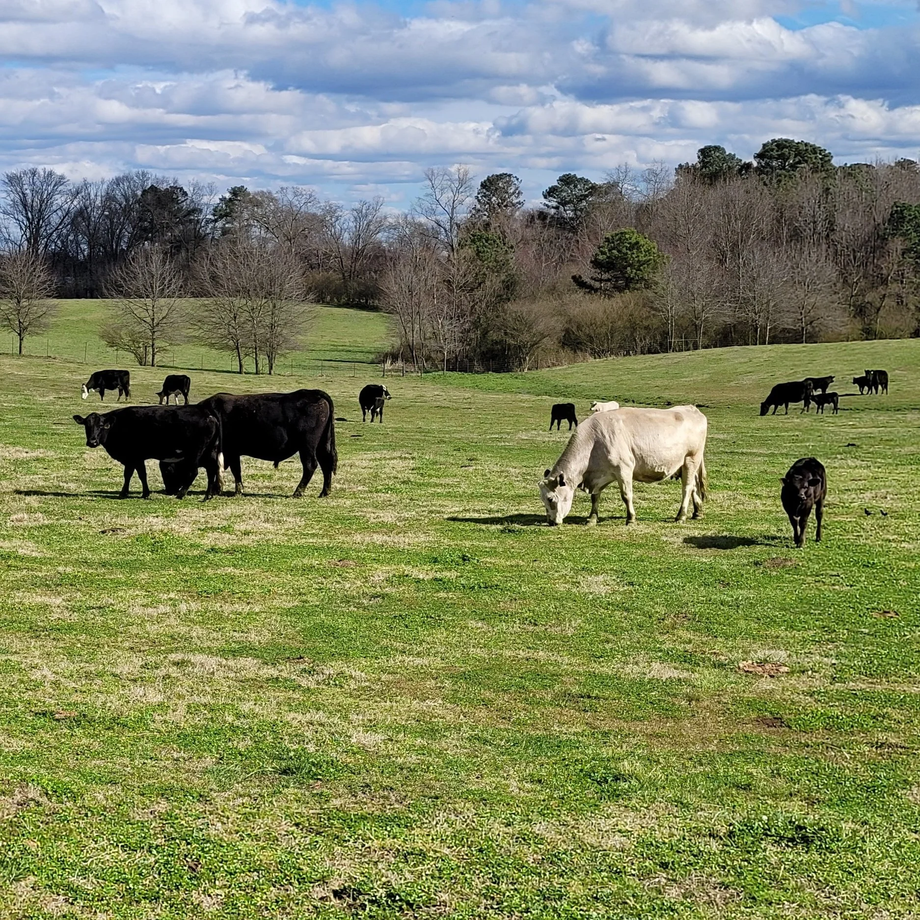 Veteran's Pride Farms Pasture Raised Beef Veteran Owned & Operated