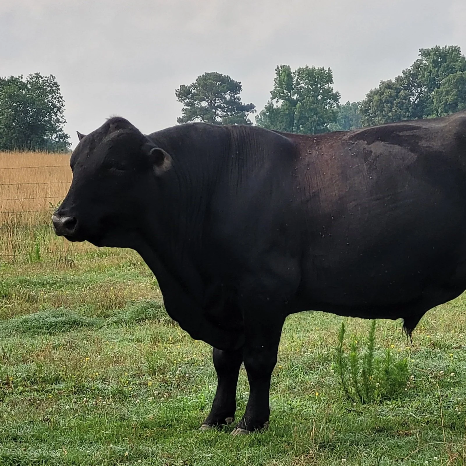 Veteran's Pride Farms Pasture Raised Beef Veteran Owned & Operated