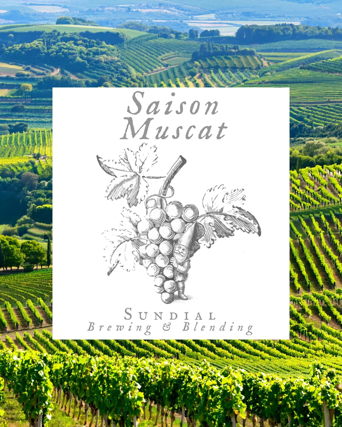 Saison Muscat

Barrel aged saison refermented on Muscat grapes and left in contact with the skins for 5 months.

Inspired by one of our favorite producers from the Jura region, infamous for her colorful, gnome-adorned labels and incredible wines.

Ch