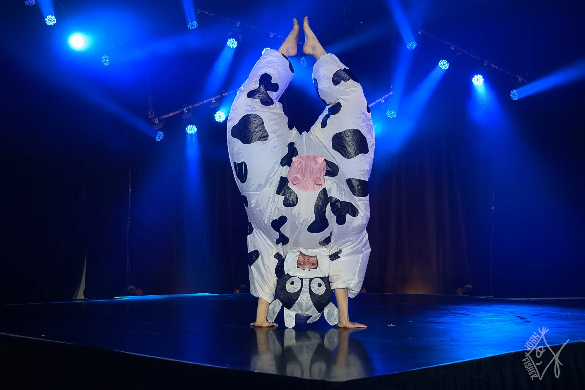 A cow is doing a handstand