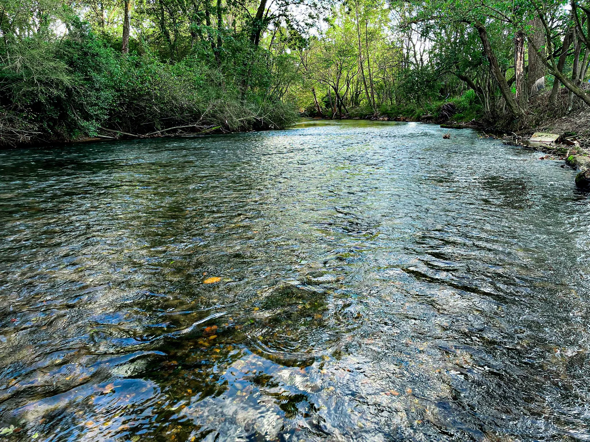 The Ellijay River is a beautiful shallow mountain river with a sandy bottom lines with smooth river stones. The river water remains cold year around and is full of fish and wildlife.  Trout, small bass, and Bluegill. Deer, mink, otters, beavers, and 