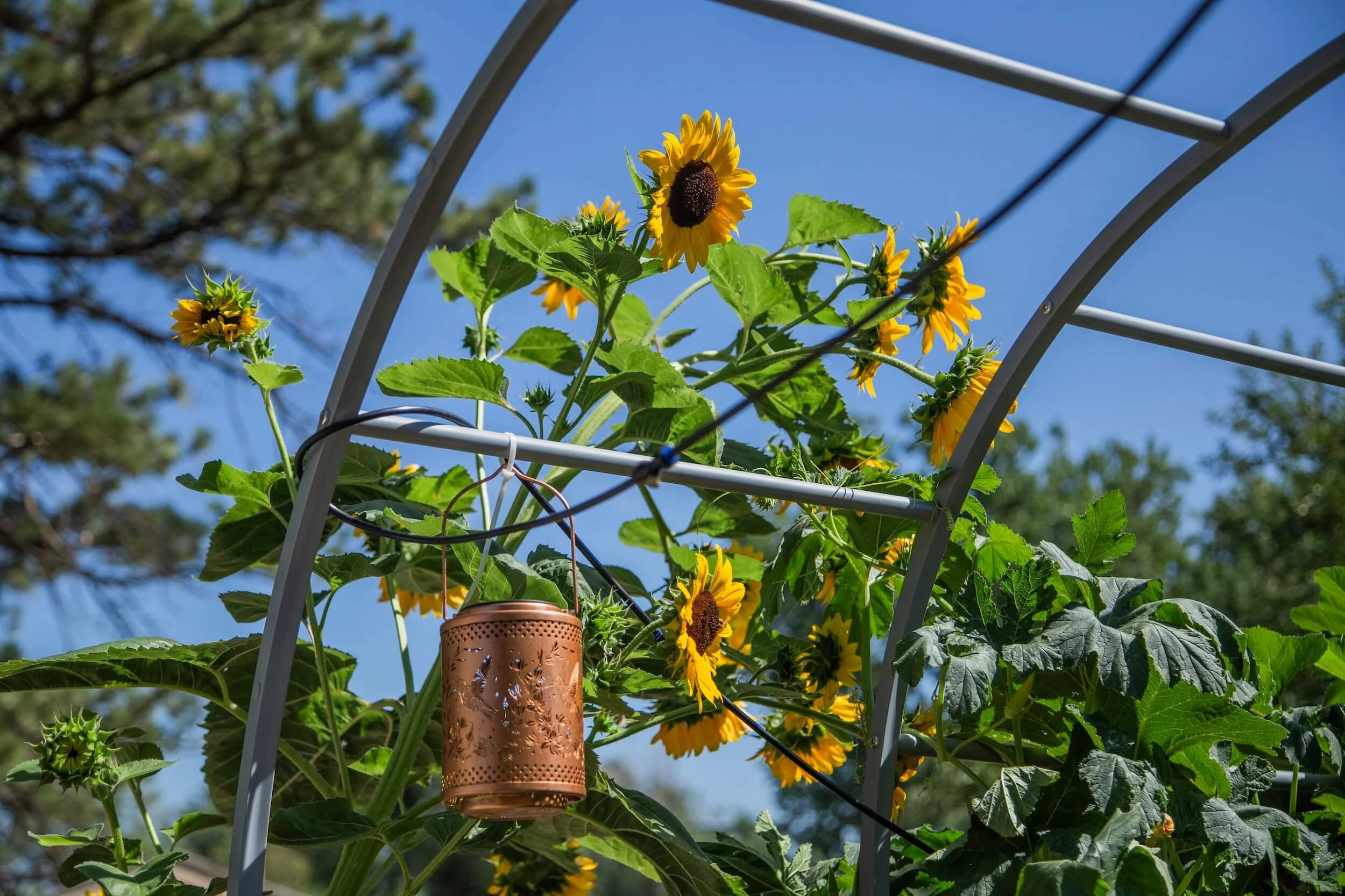 Sunflowers growing on a trellis with green leaves and a copper wind chime hanging among them, against a background of blue sky and trees.
