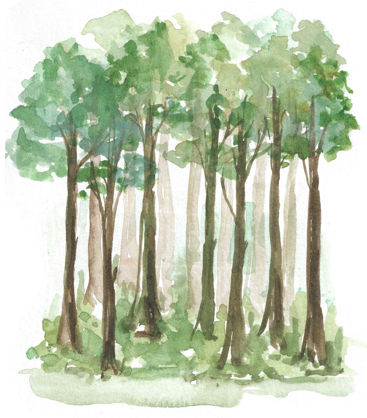 A landscape illustration of a dense group of trees with green foliage and brown trunks.