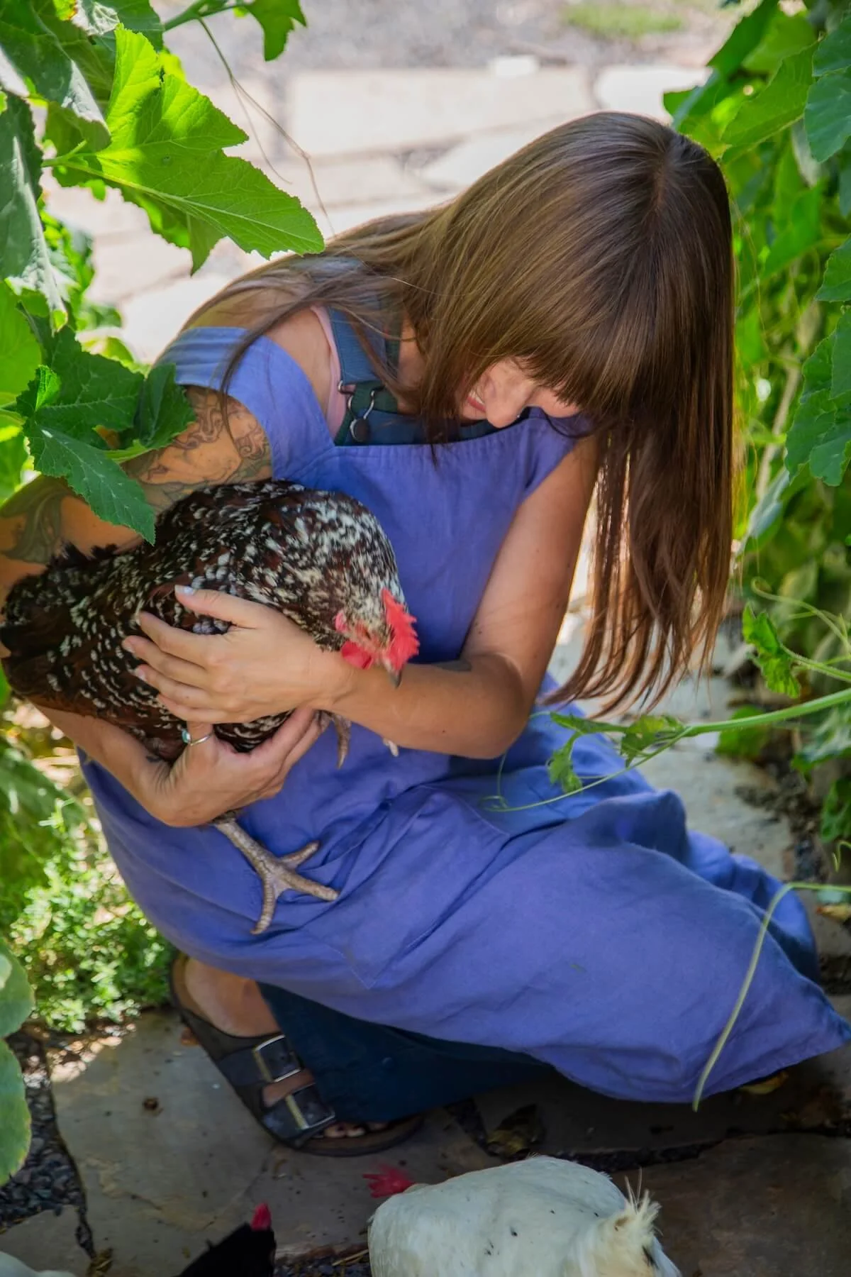 A woman crouching among green plants, holding a speckled chicken with red wattles. She is wearing a blue dress and sandals, with long brown hair and a tattoo on her arm. There are other chickens on the ground nearby.
