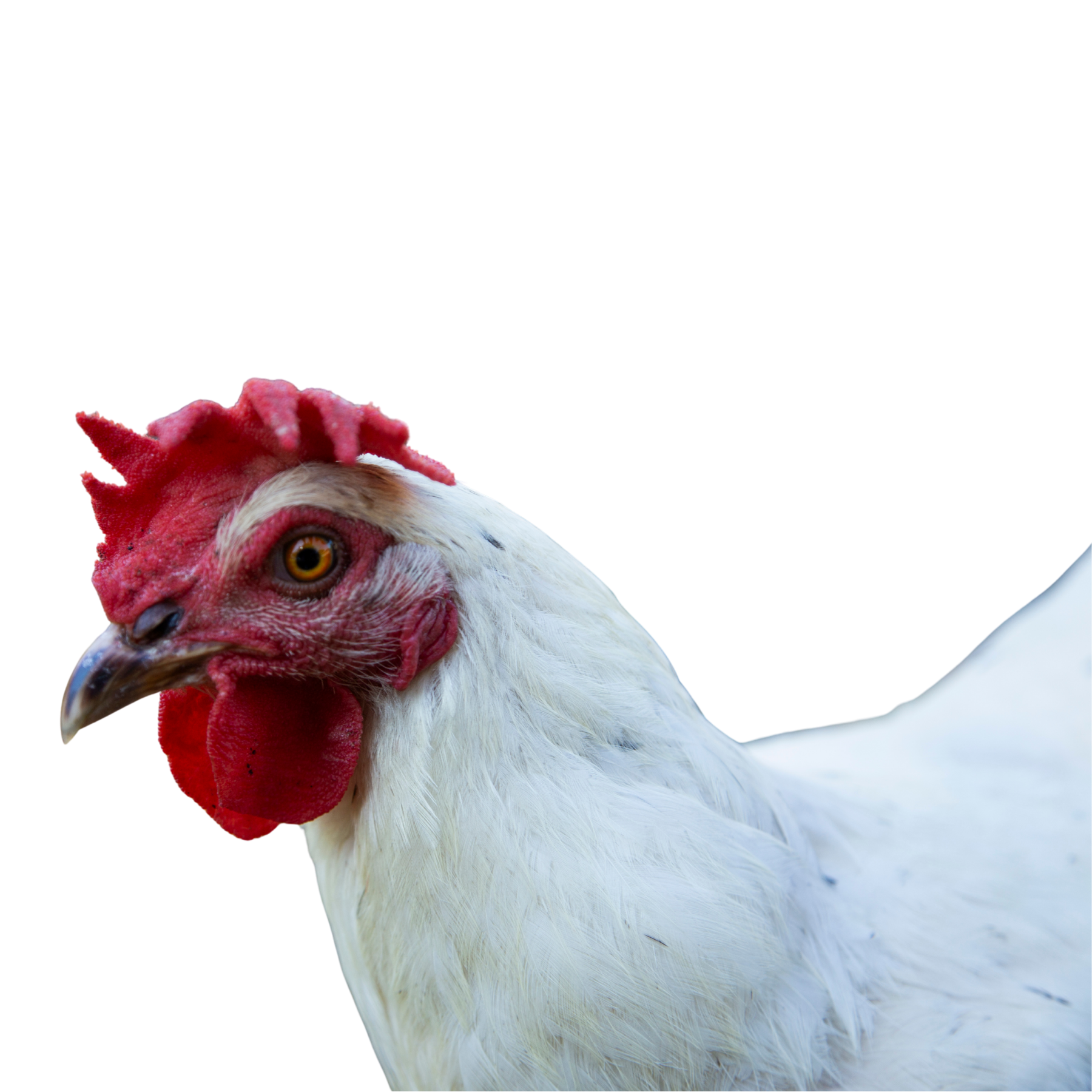 A close-up of a white chicken's head with a bright red comb and wattles, and yellow eyes, against a black background.