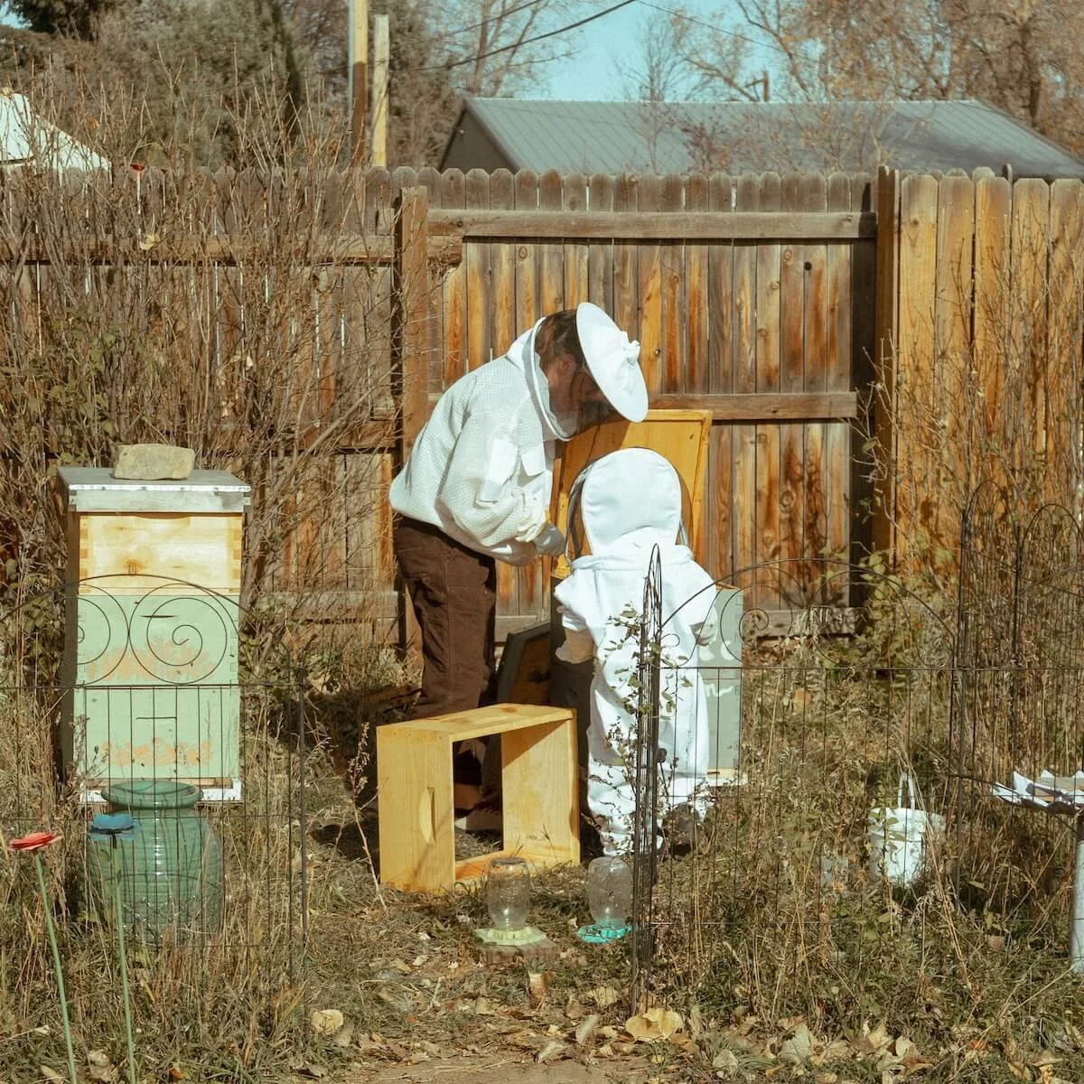 Two beekeepers in protective suits inspecting a hive in a backyard with a wooden fence and shed, surrounded by overgrown plants and some equipment.