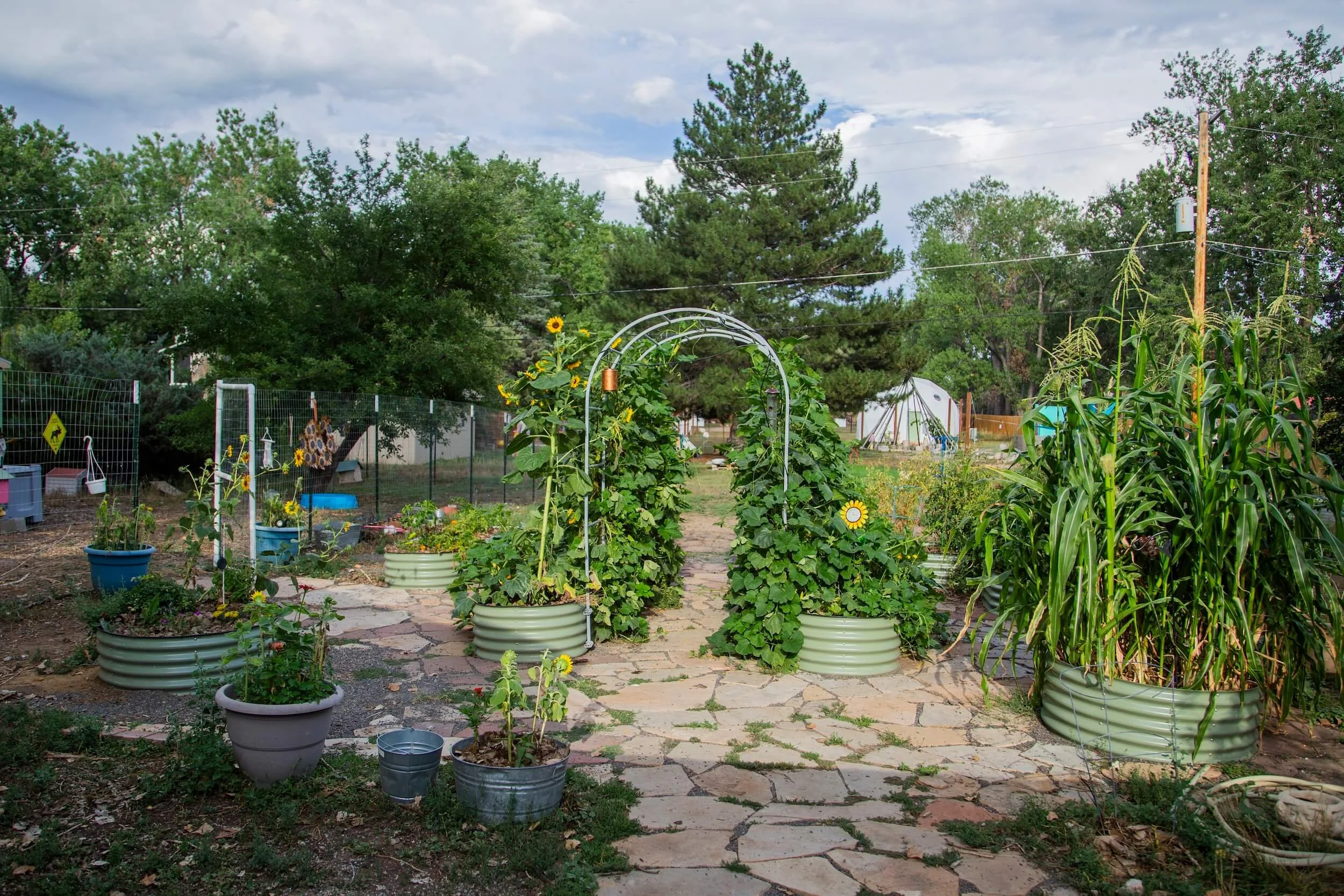A backyard garden with potted plants, sunflowers, and climbing vegetables, surrounded by trees and a fence, under a cloudy sky.