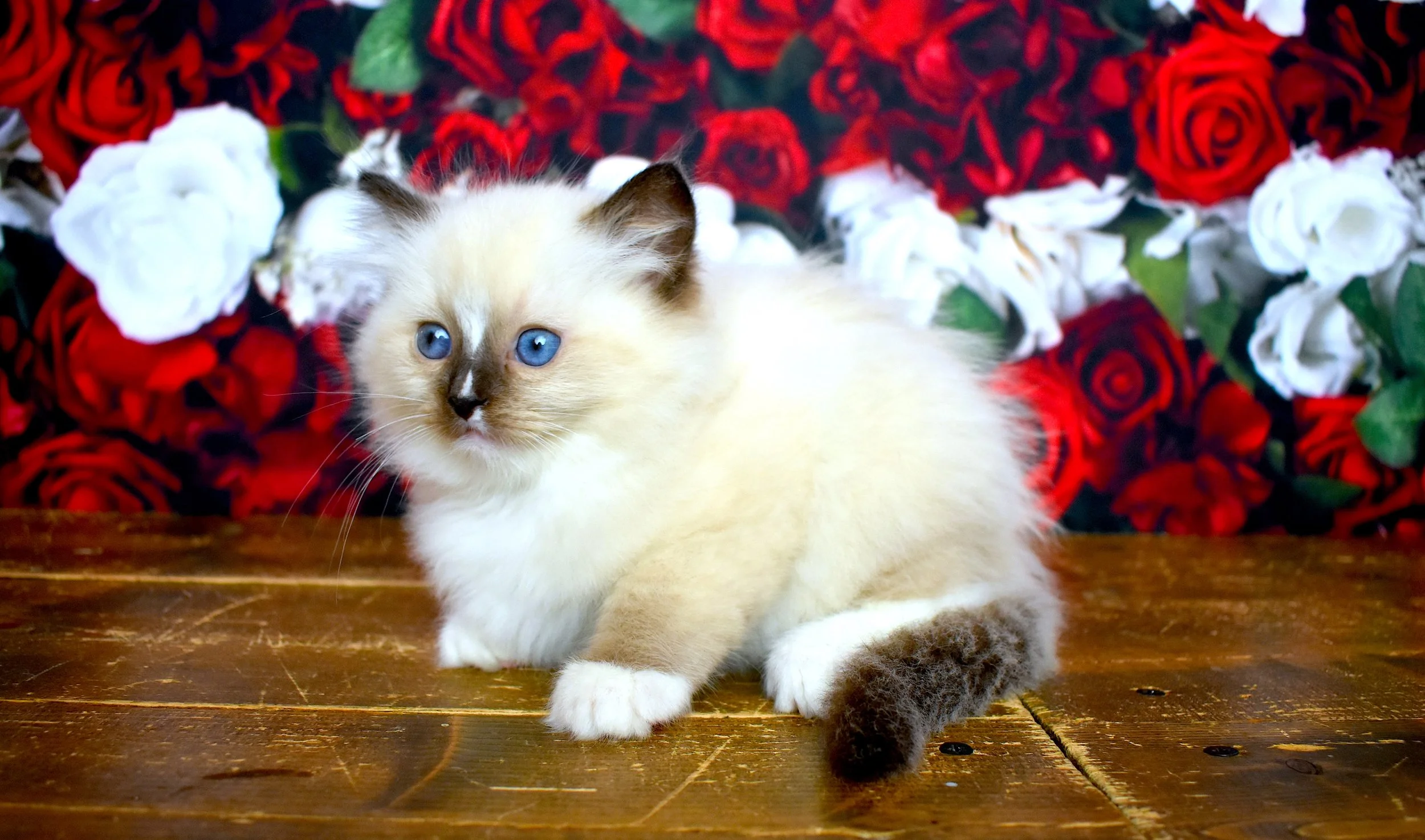 DSC_3218.JPG