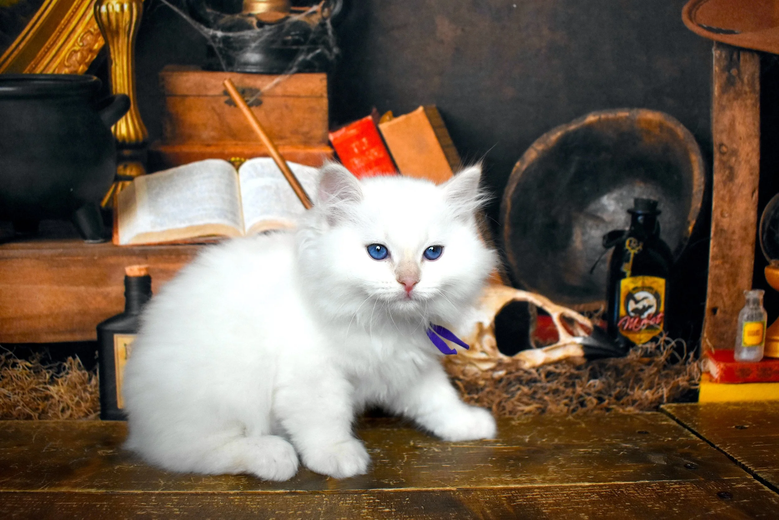DSC_1159.JPG