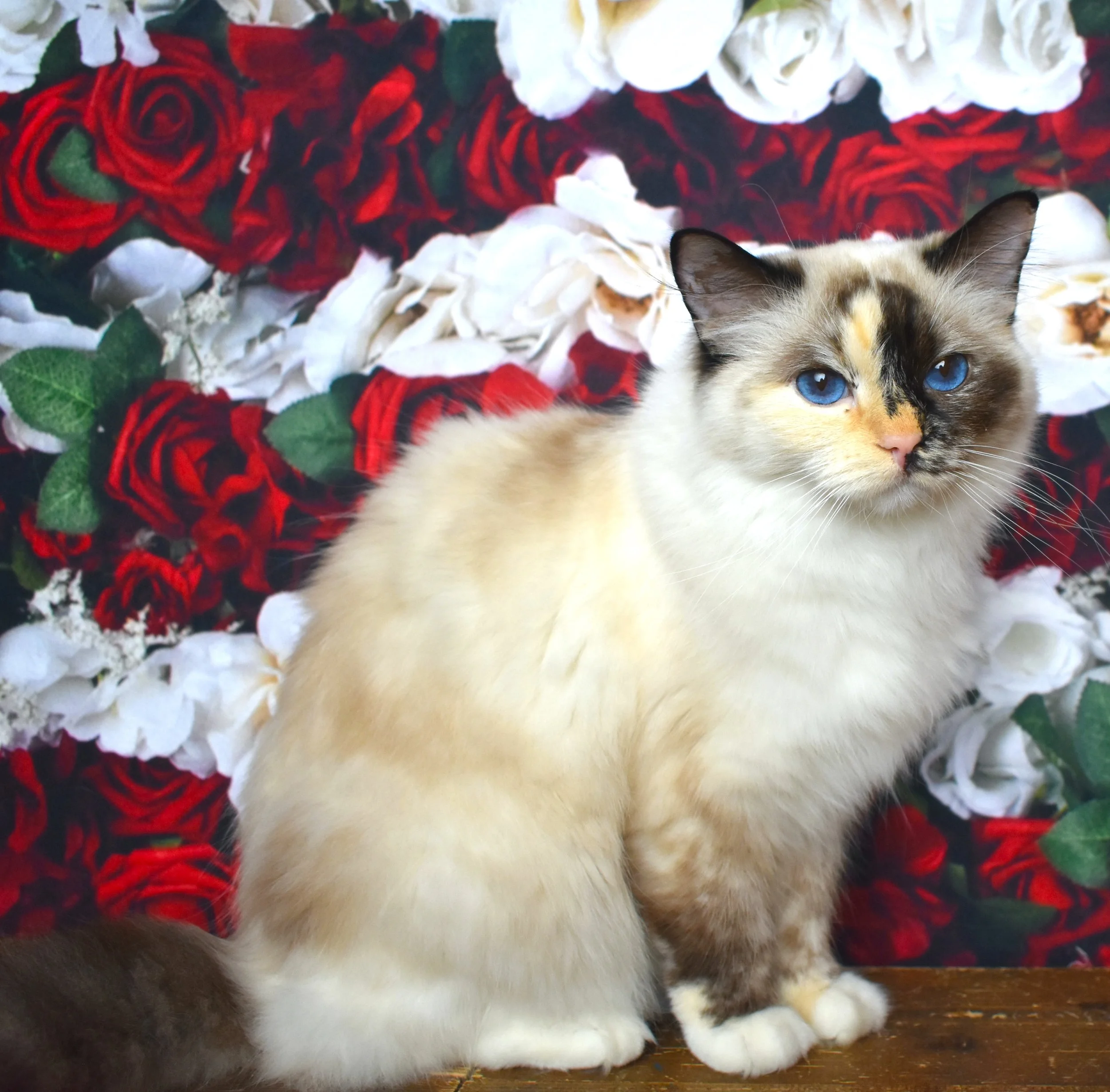 DSC_3315.JPG