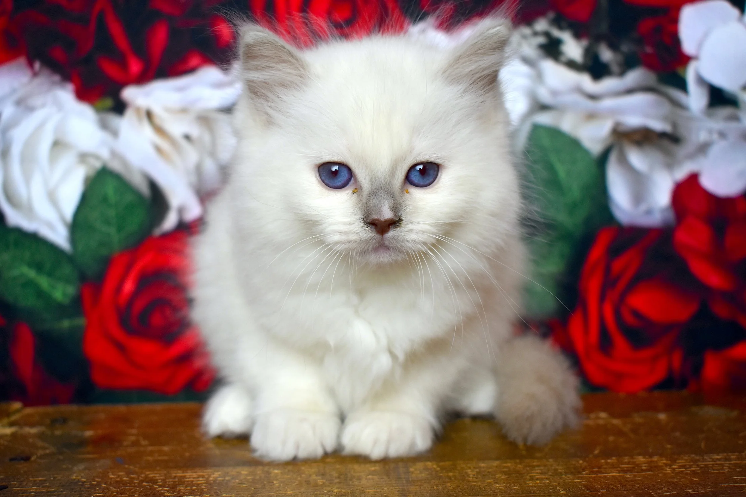DSC_3260.JPG