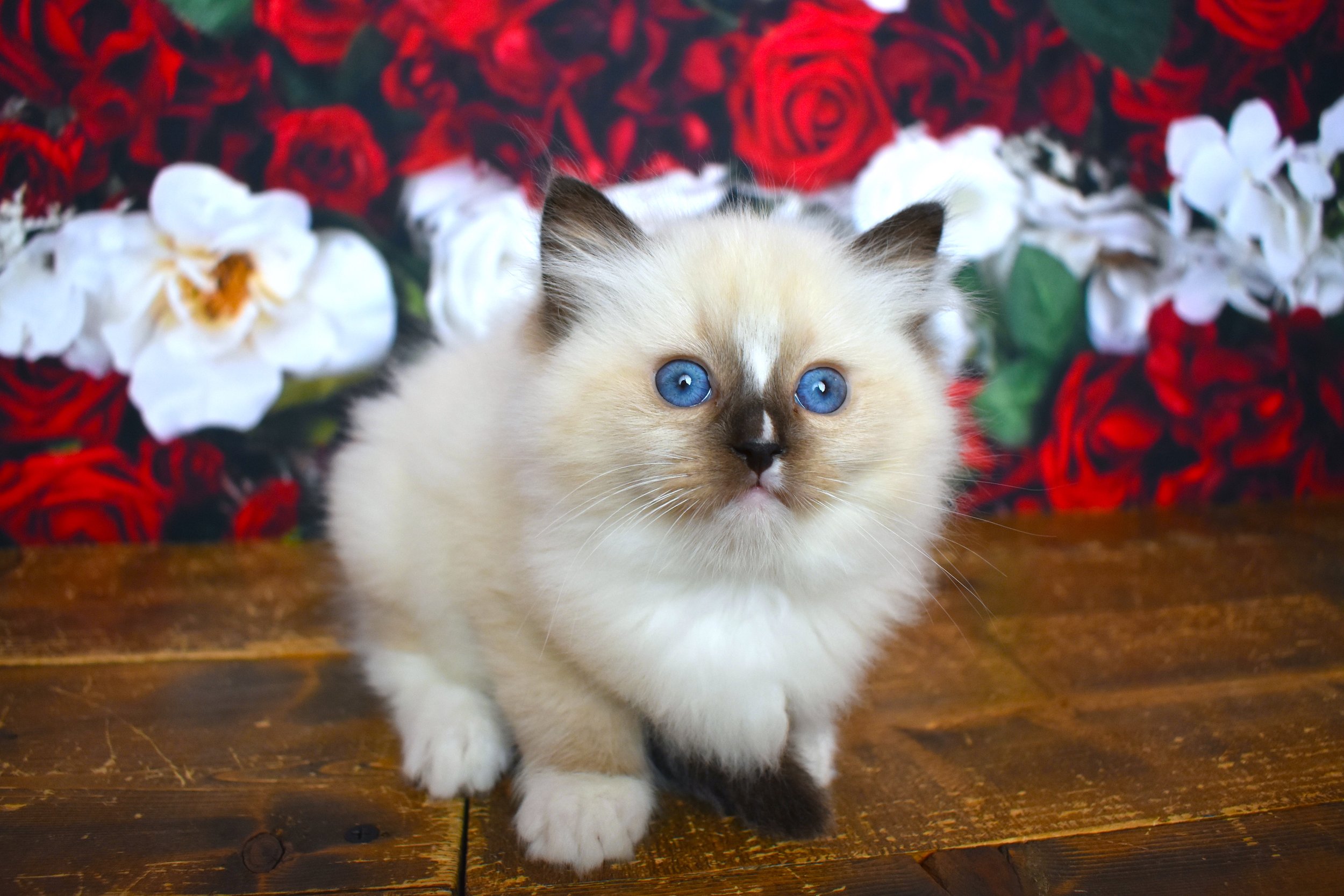 DSC_3221.JPG