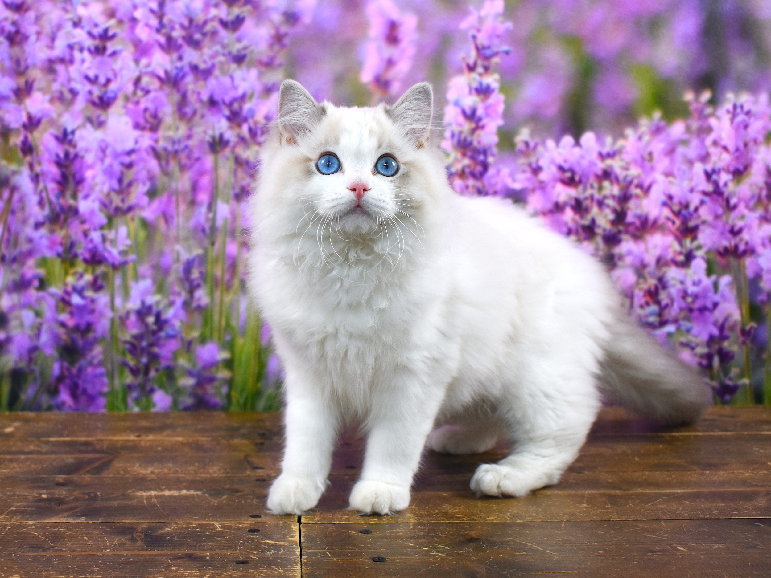 Payton Walter "Sweetness"