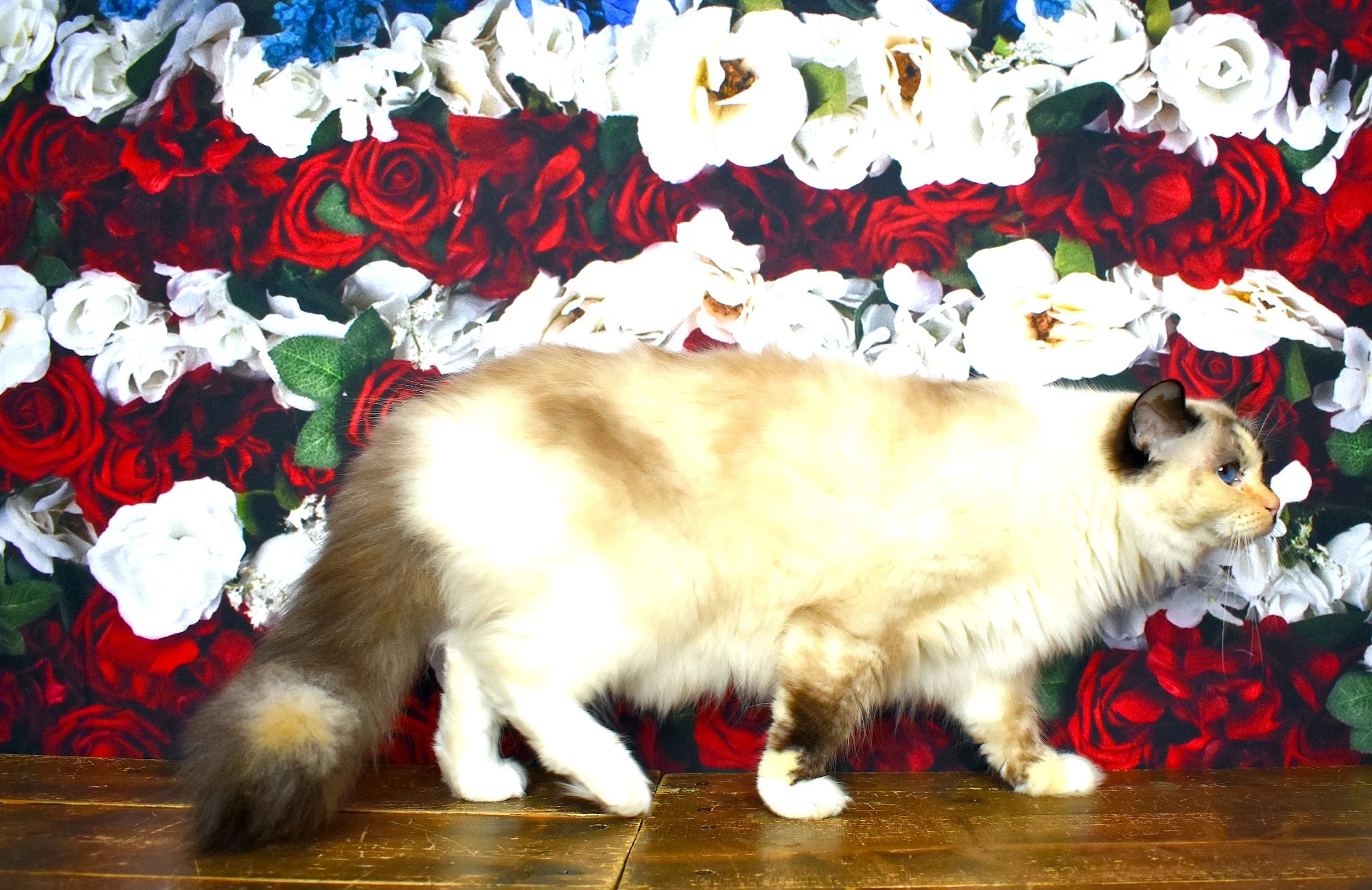 DSC_3303.JPG