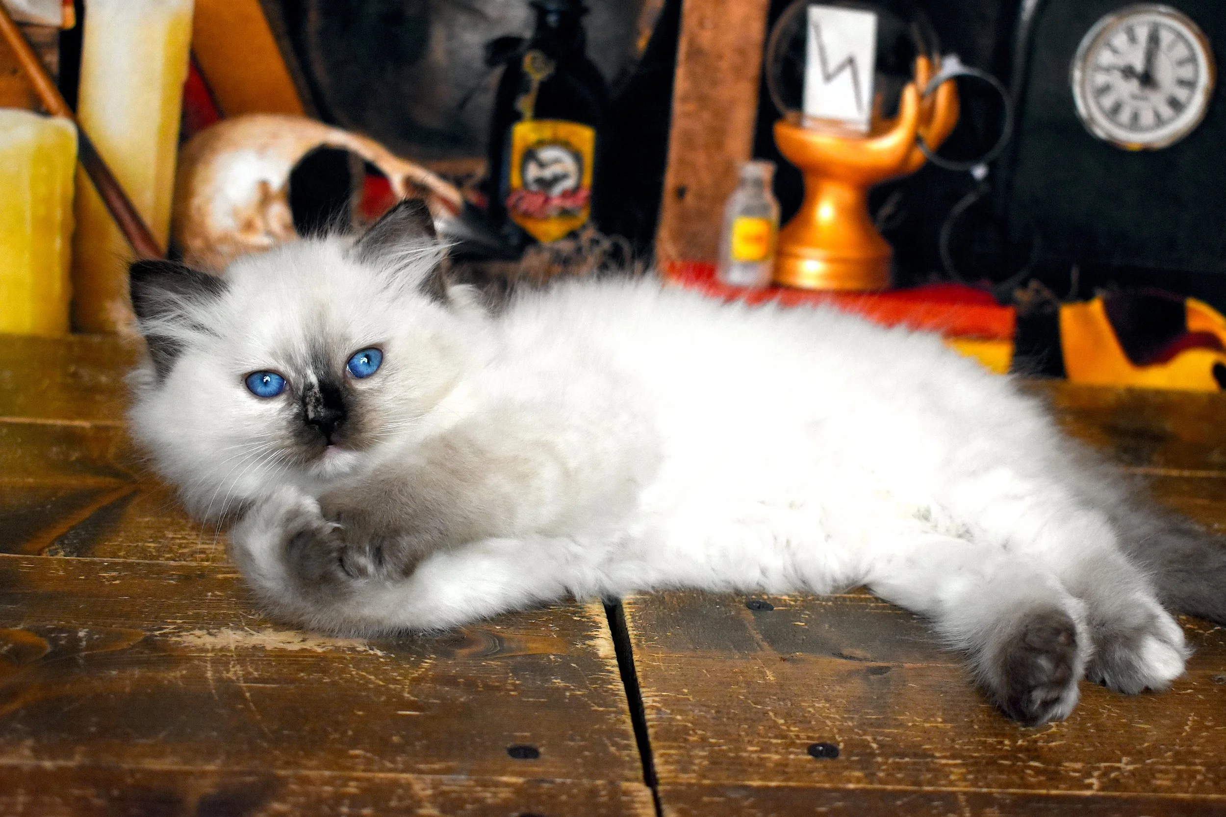 DSC_1247.JPG