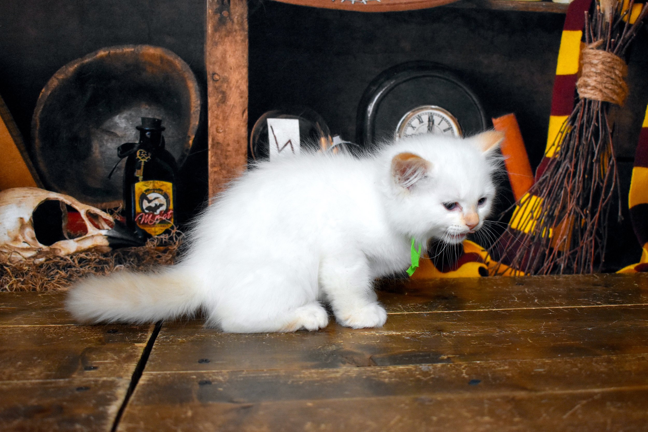 DSC_1195.JPG