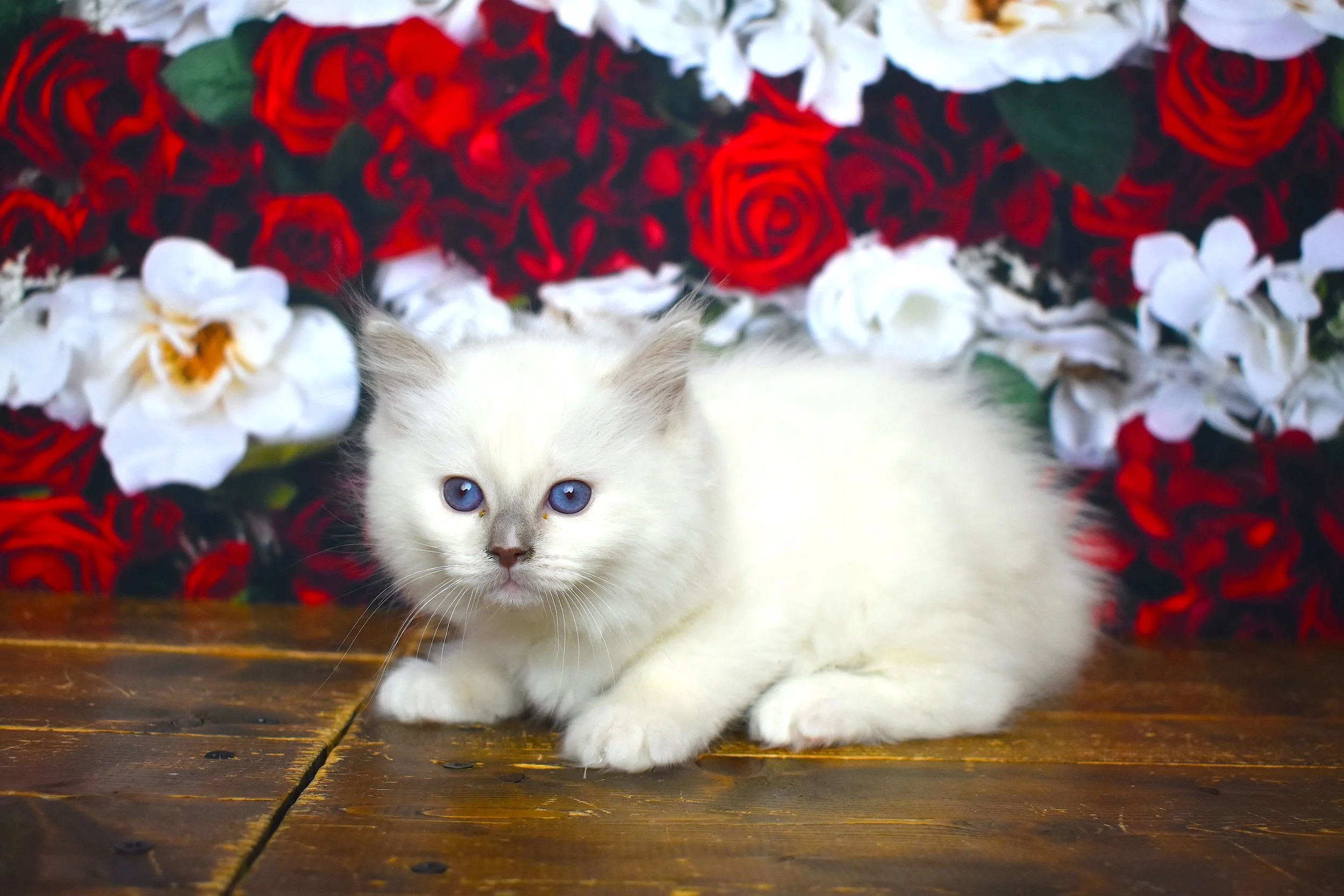 DSC_3251.JPG