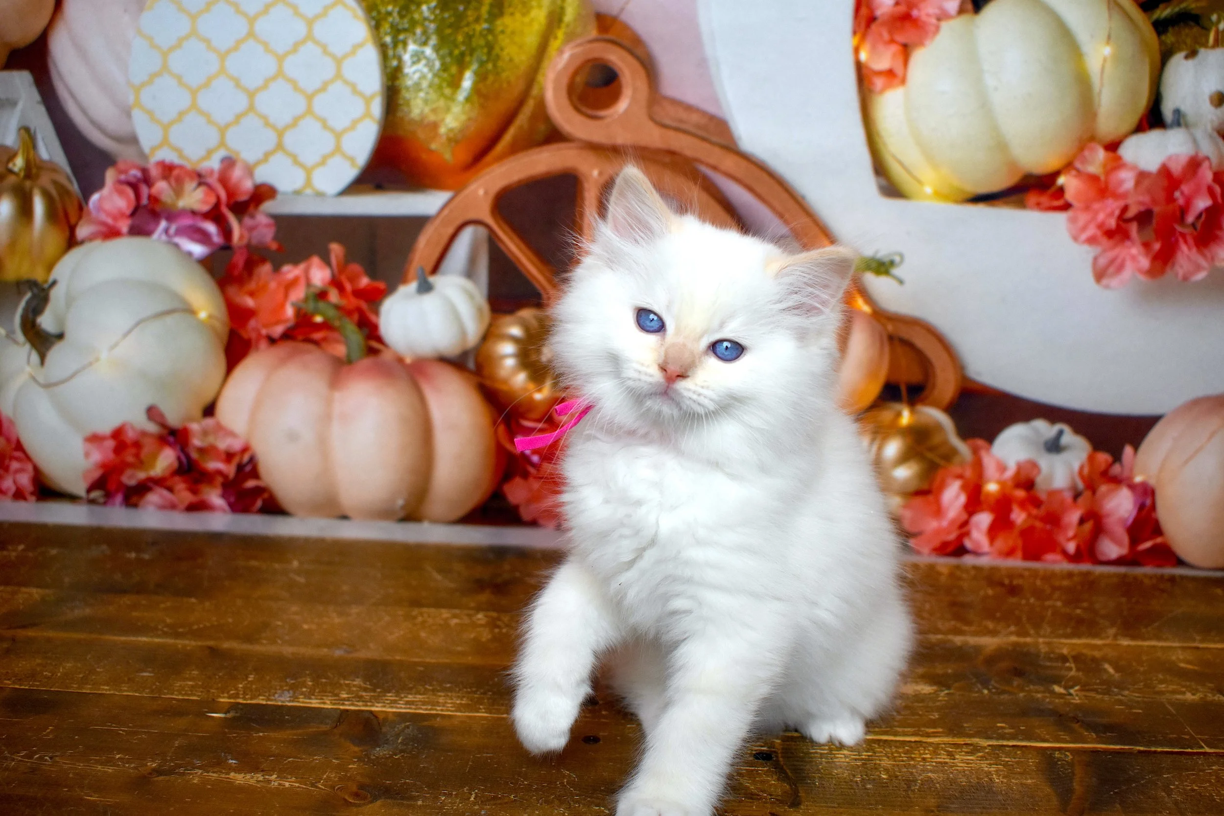 DSC_0725.JPG