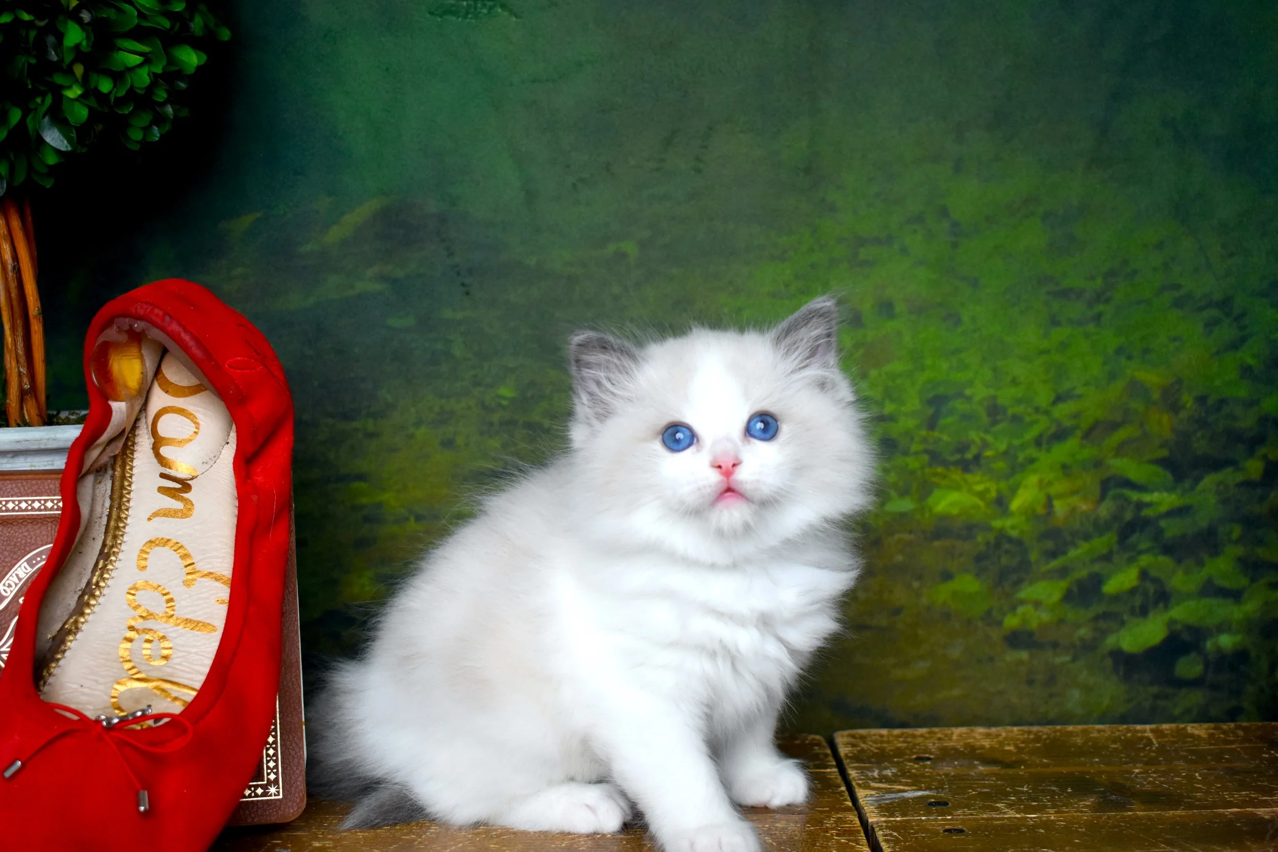 DSC_0407.JPG