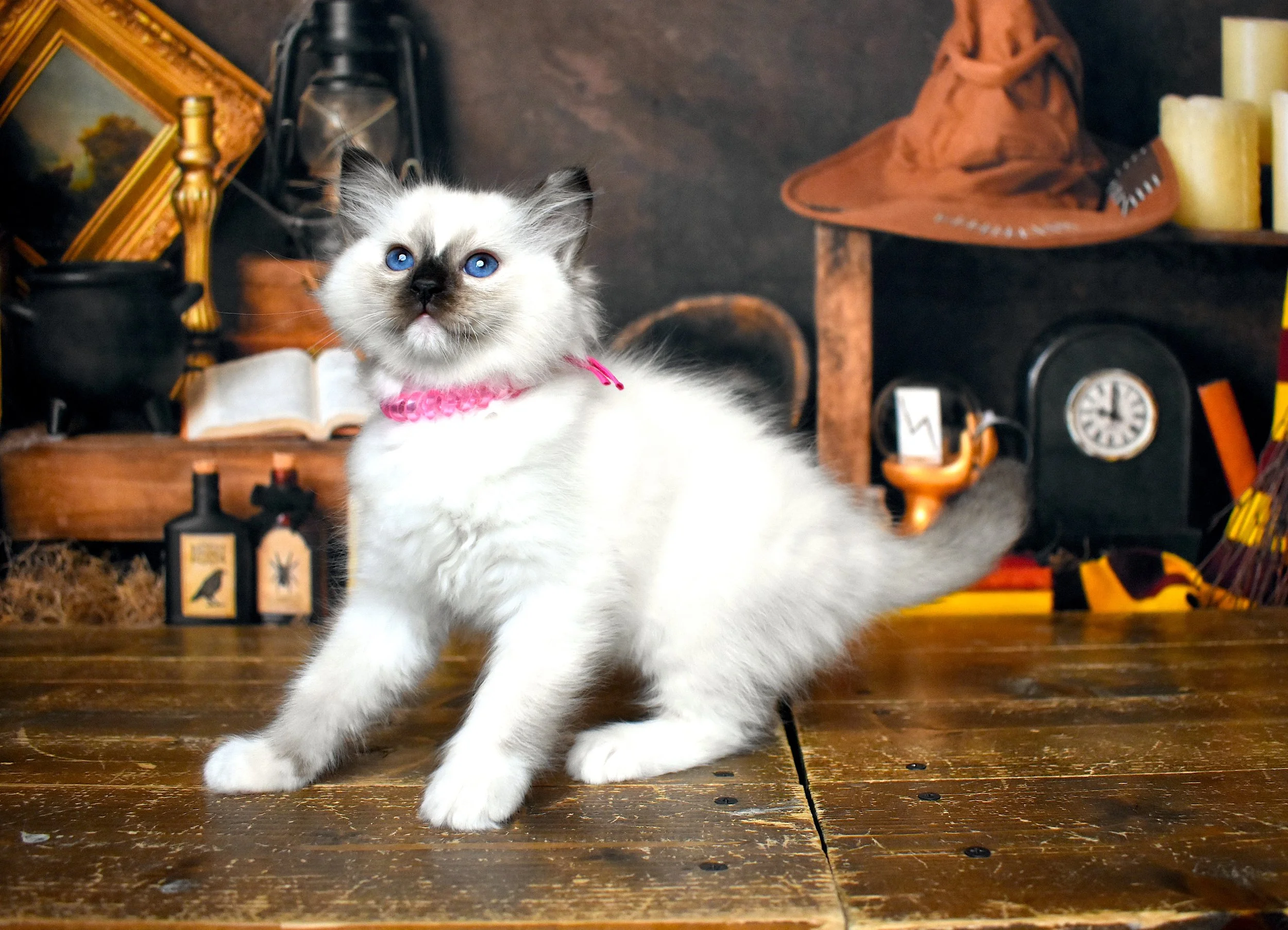 DSC_1217.JPG