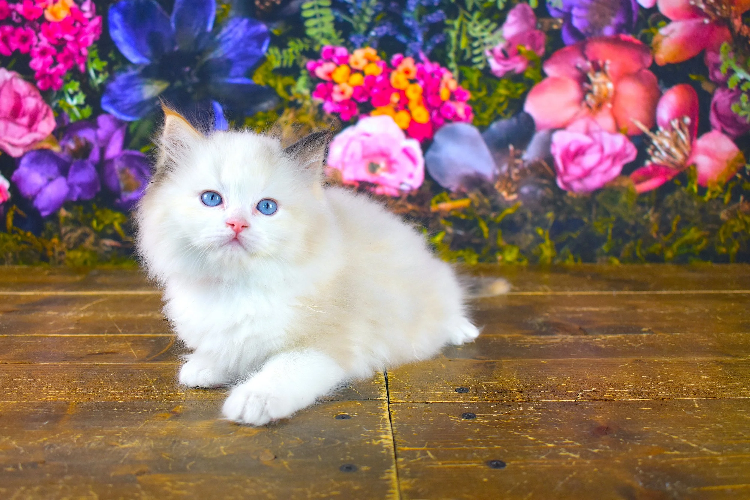 Rosie
