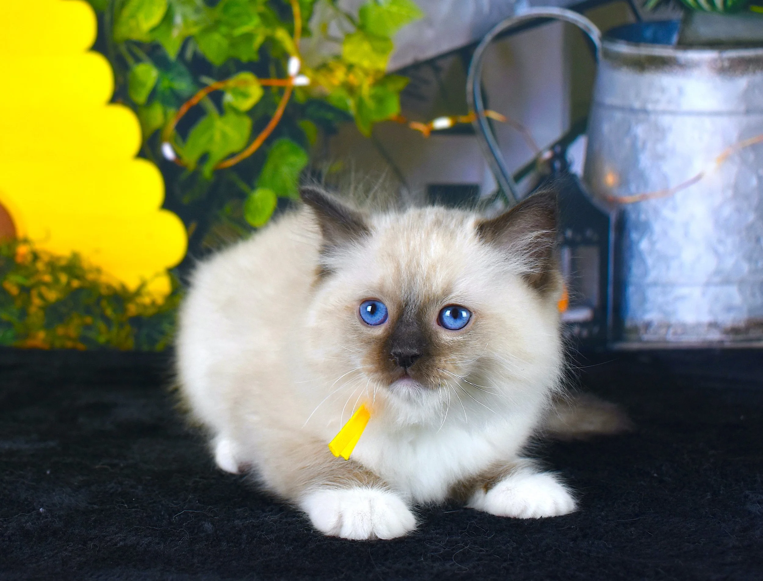 DSC_3165.JPG
