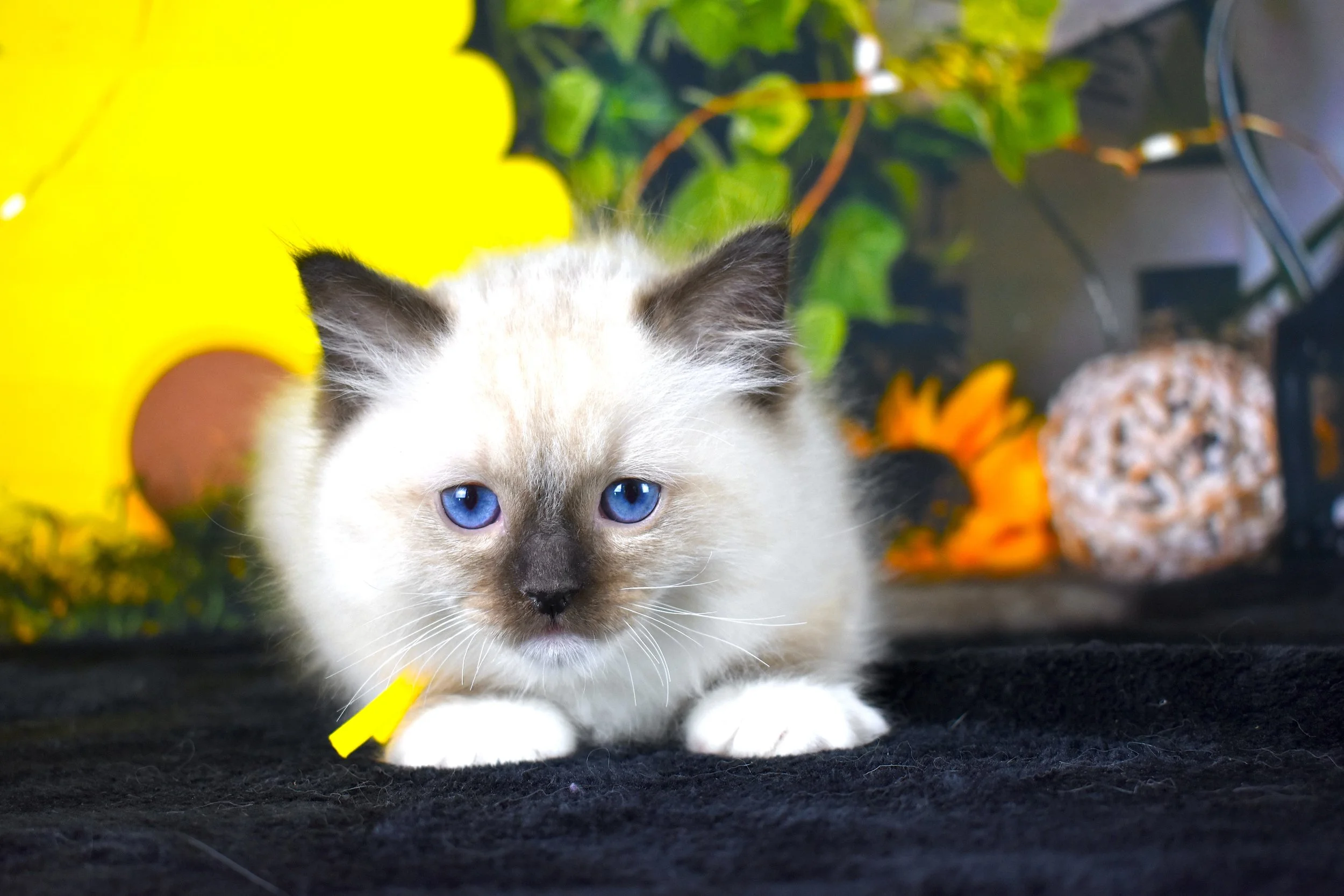 DSC_3171.JPG
