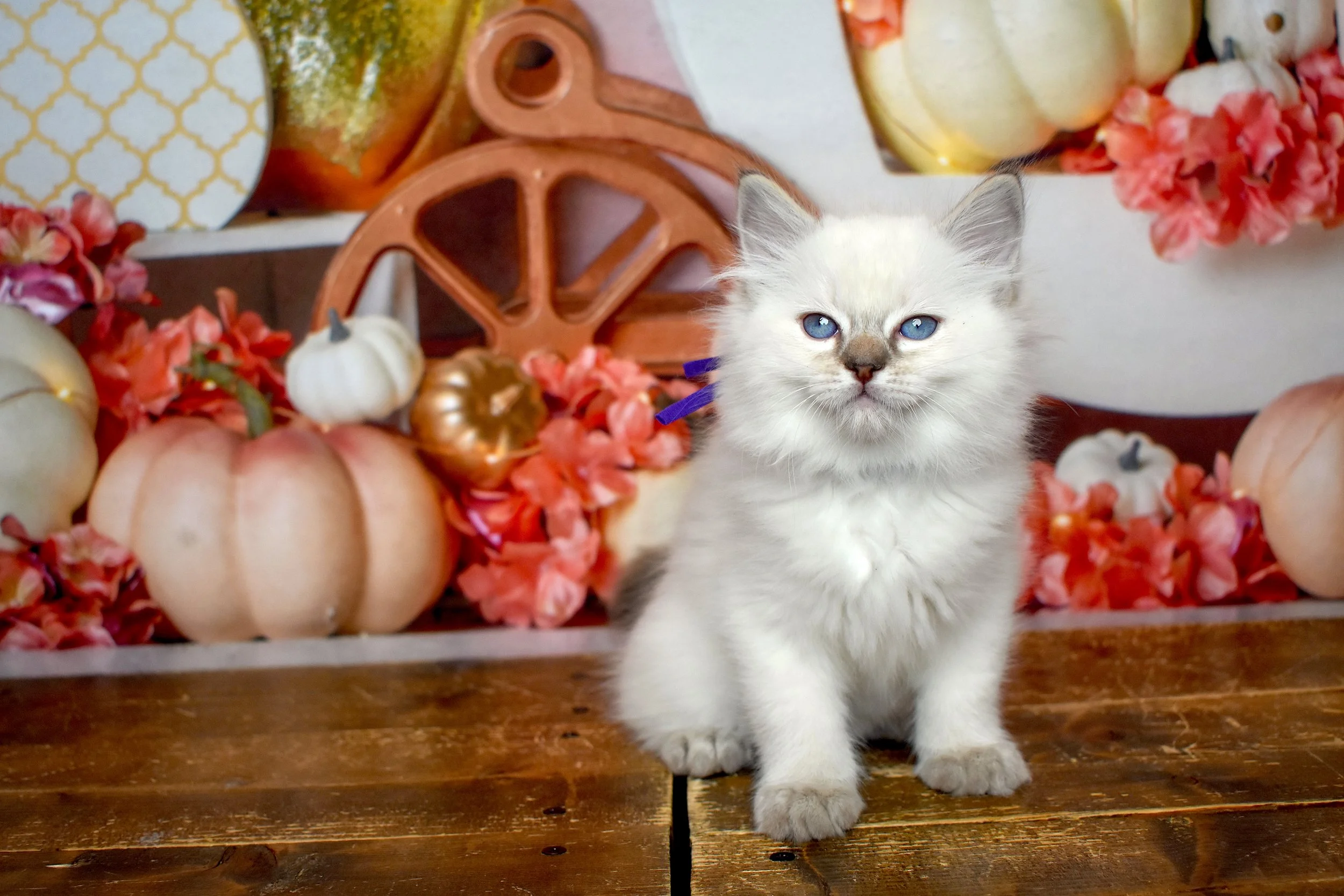 DSC_0747.JPG
