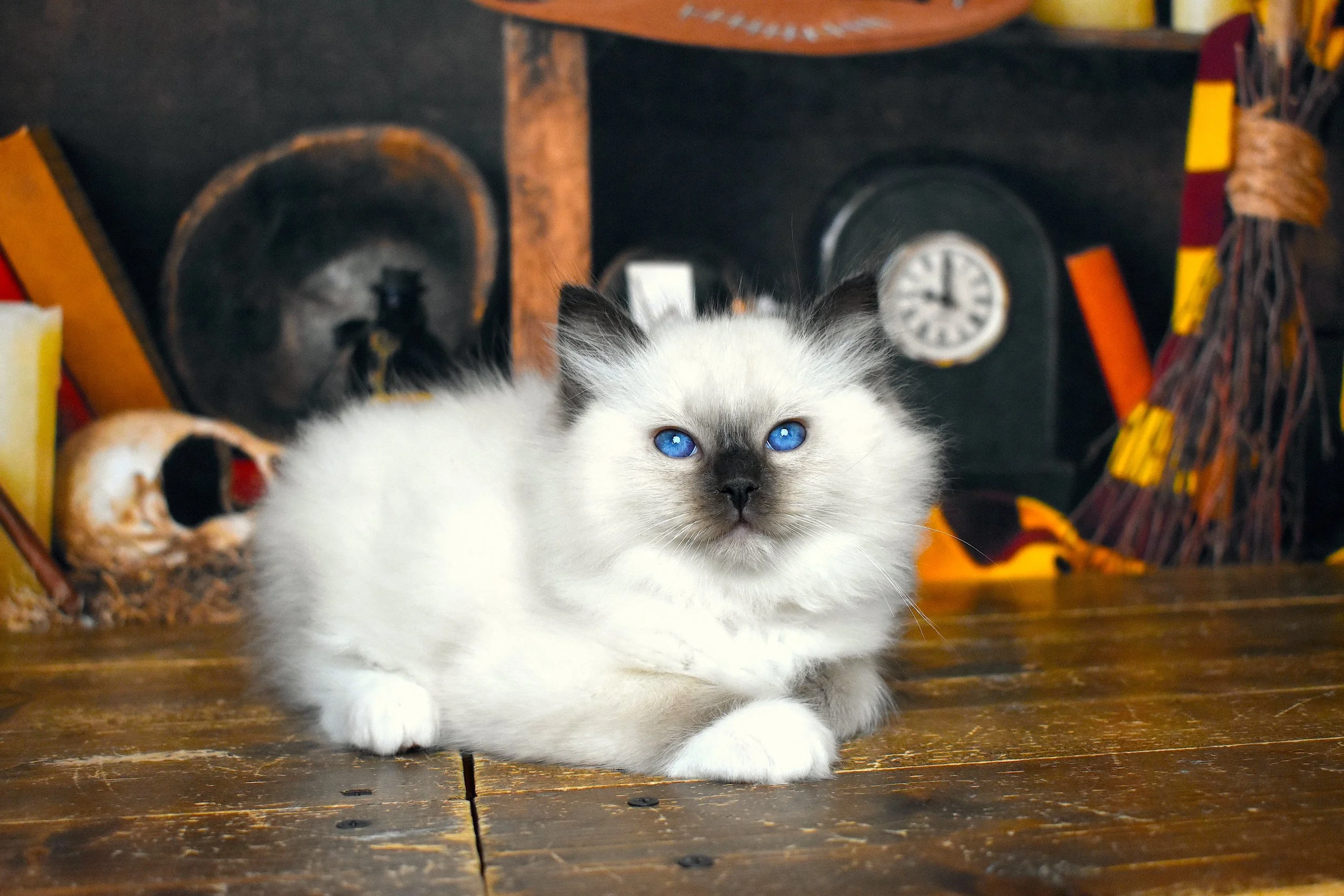 DSC_1178.JPG