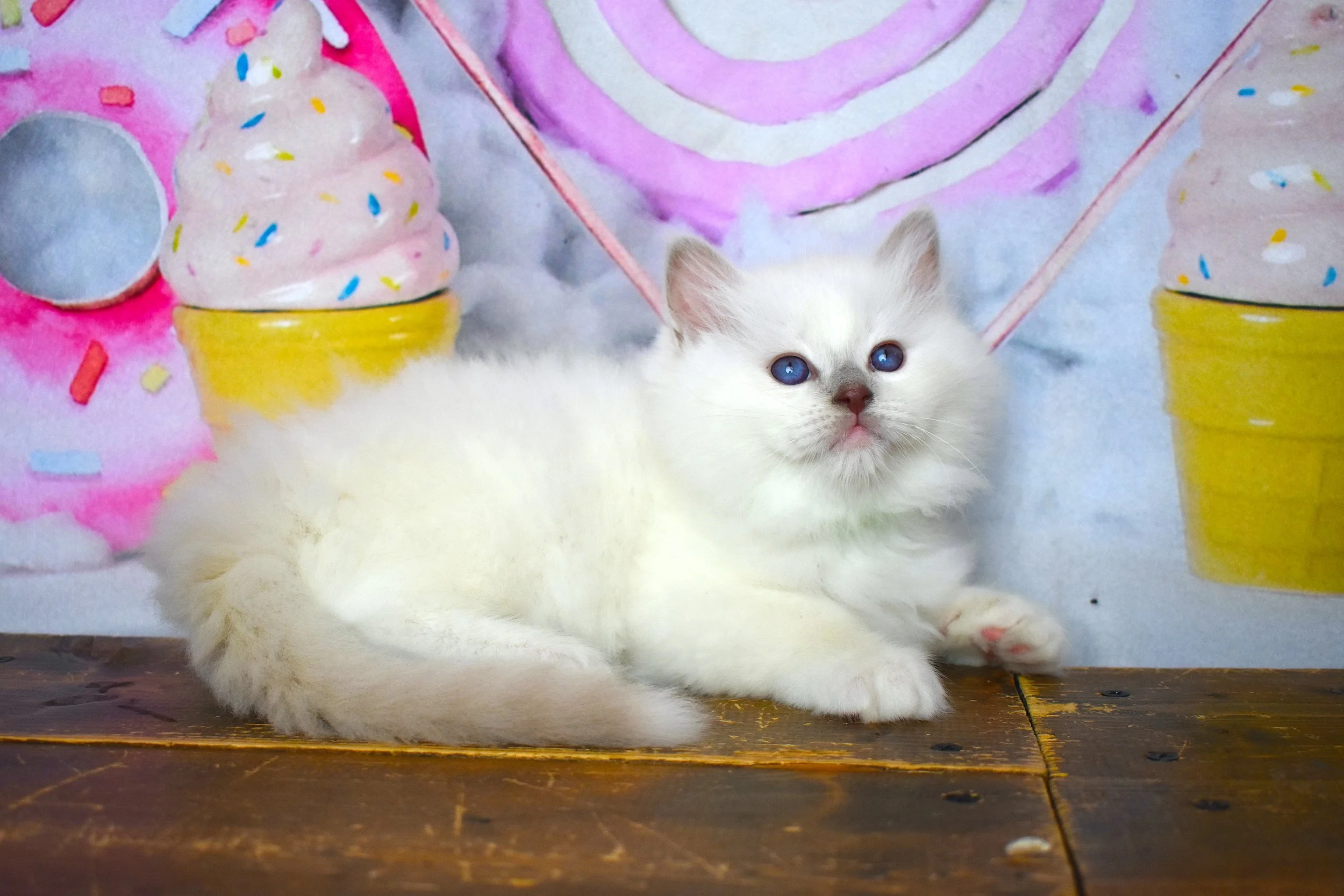 DSC_3331.JPG