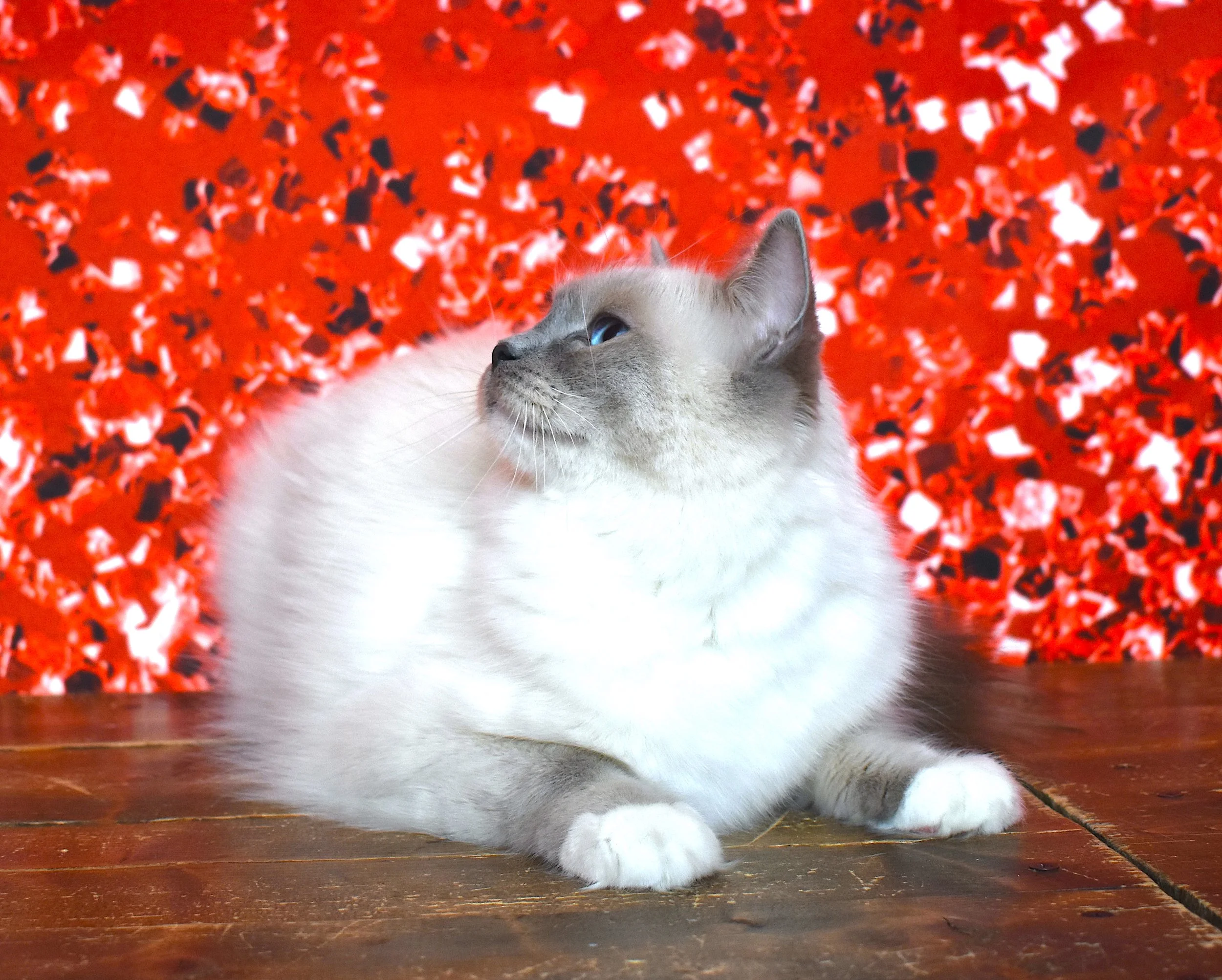DSC_0084.JPG