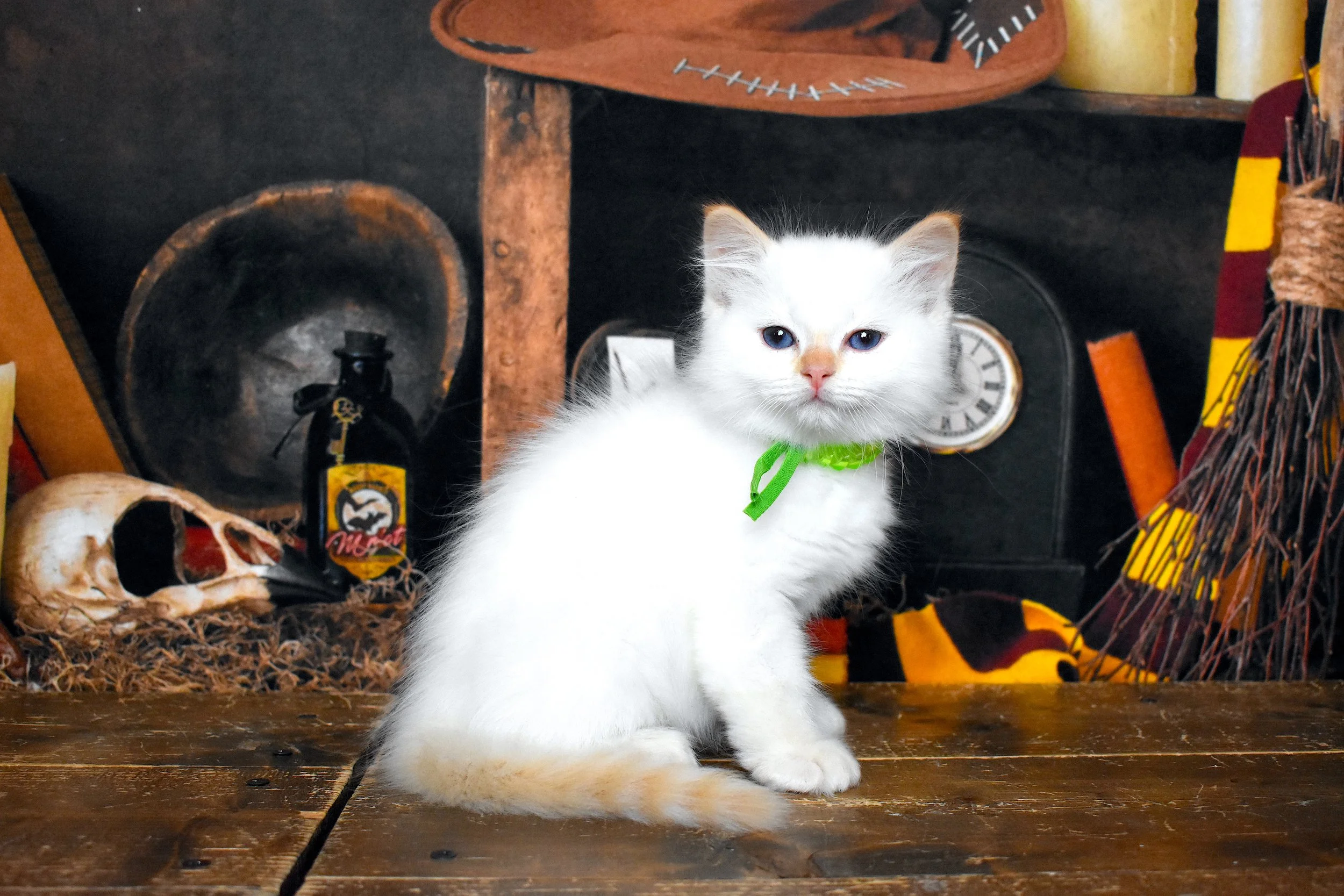 DSC_1203.JPG