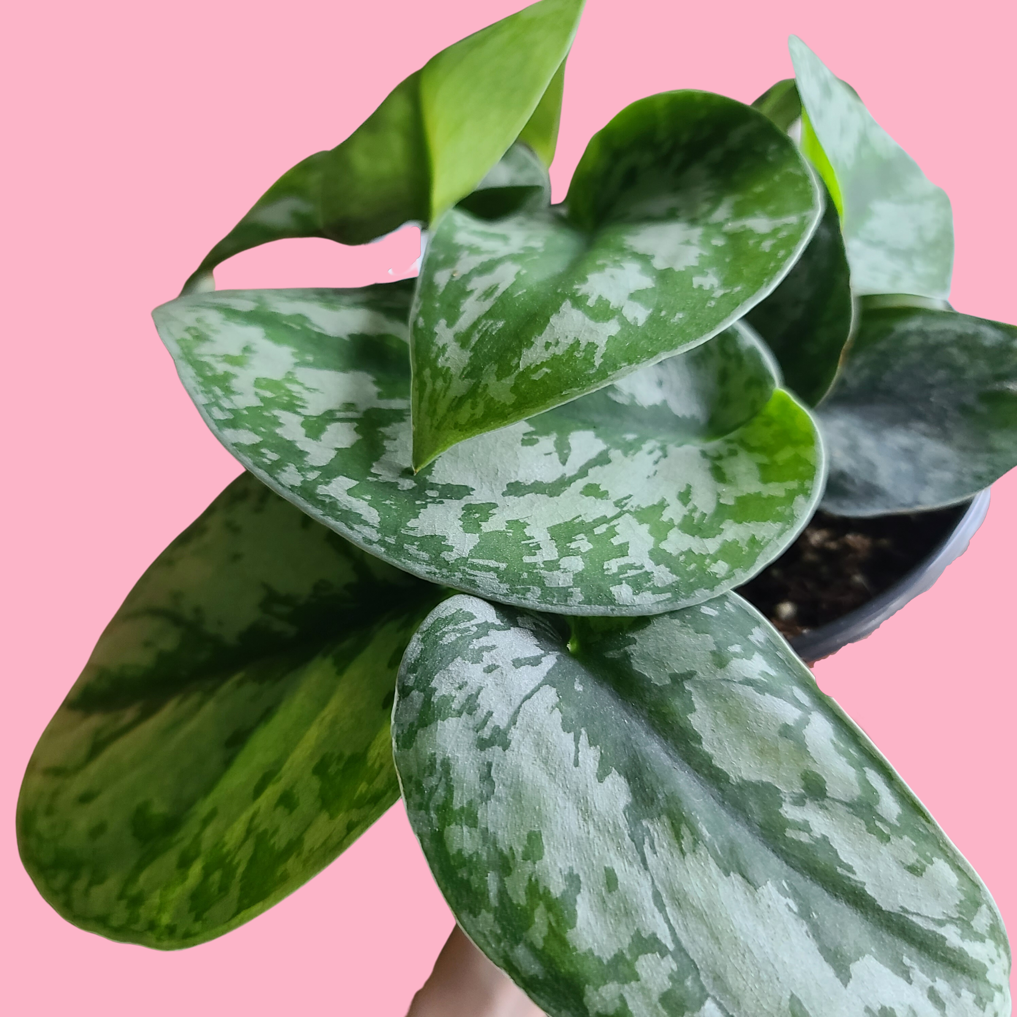 Scindapsus Exotica 3.5"