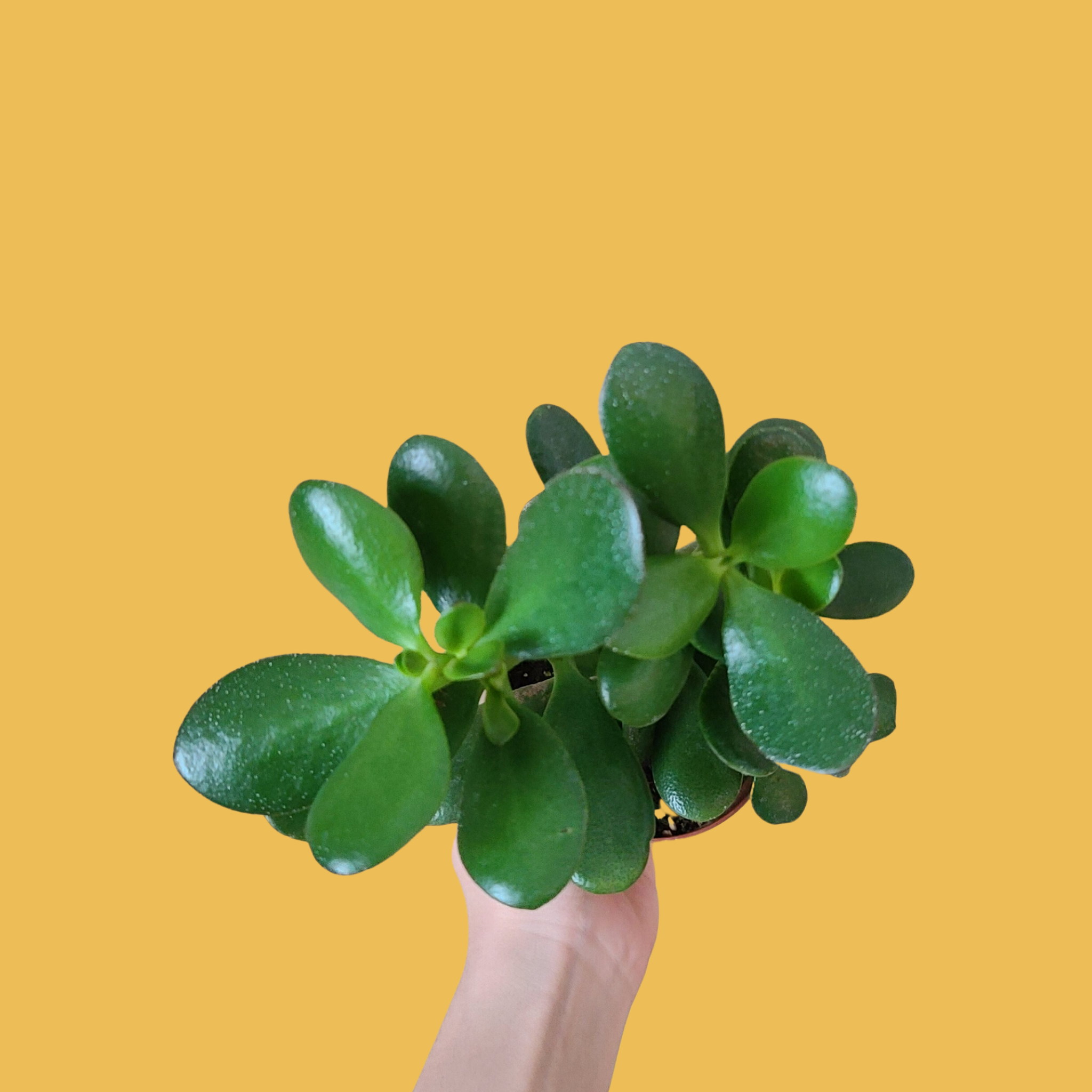 Jade Plant 4"