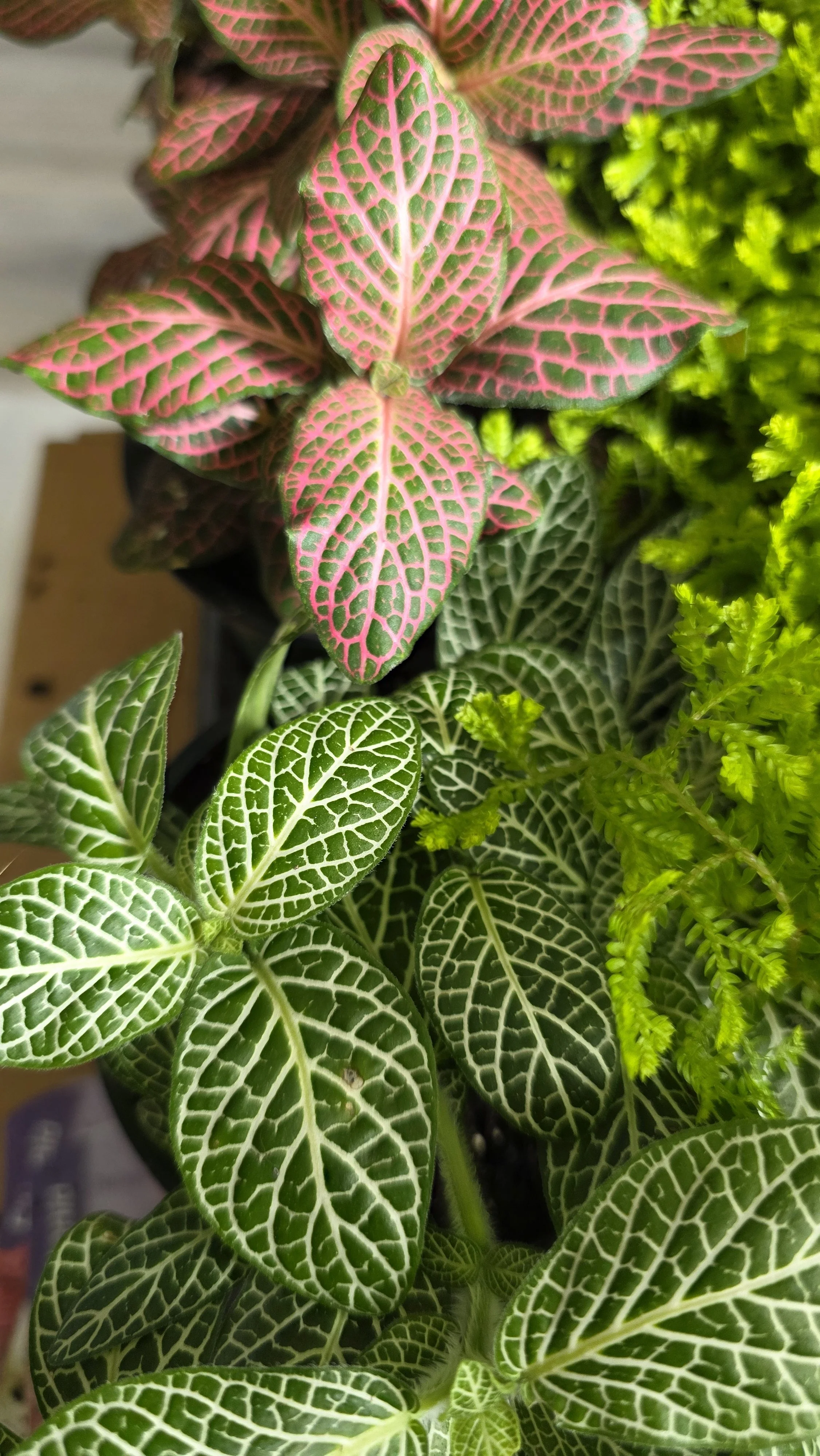 Fittonia - 3.5"