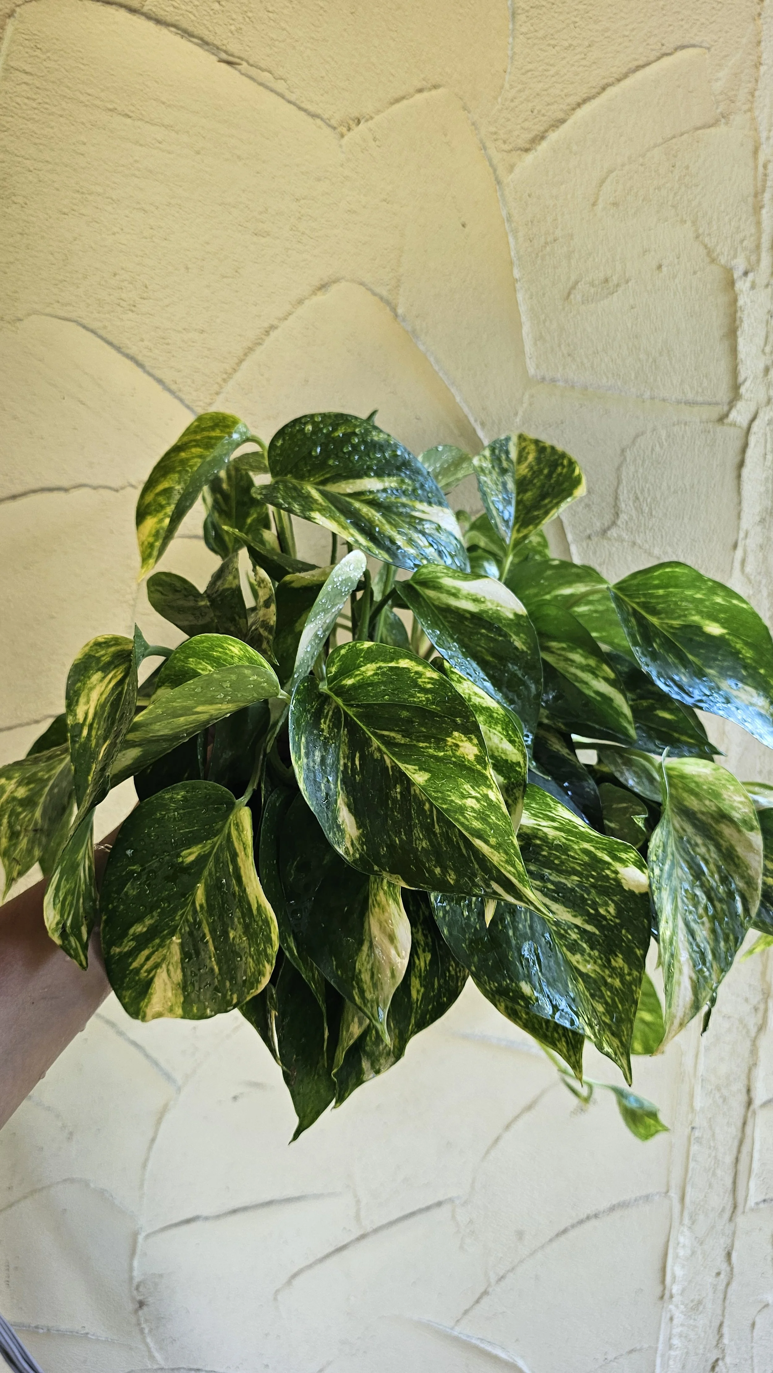 Pothos - Golden 6"