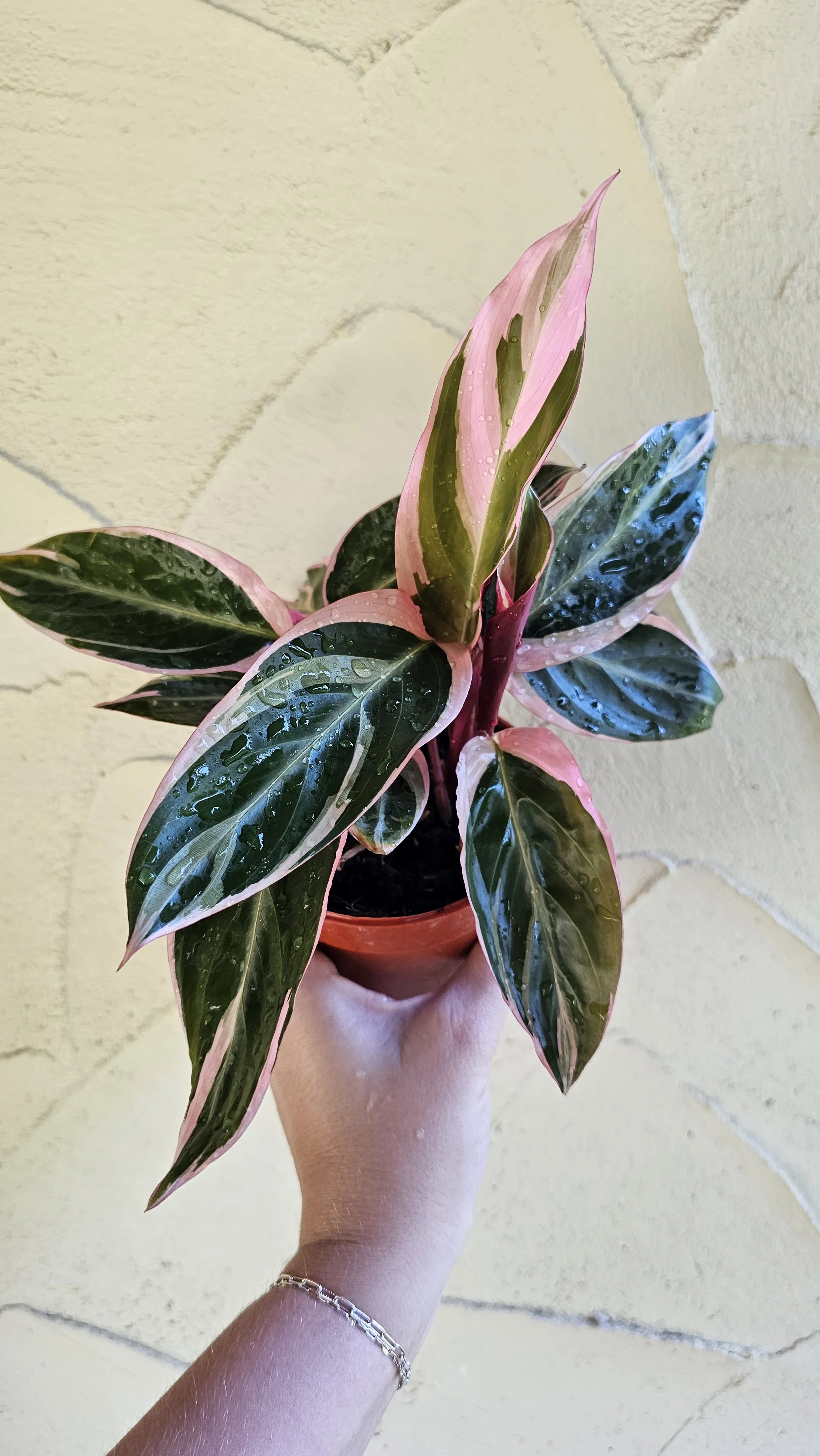 Stromanthe Triostar 4"
