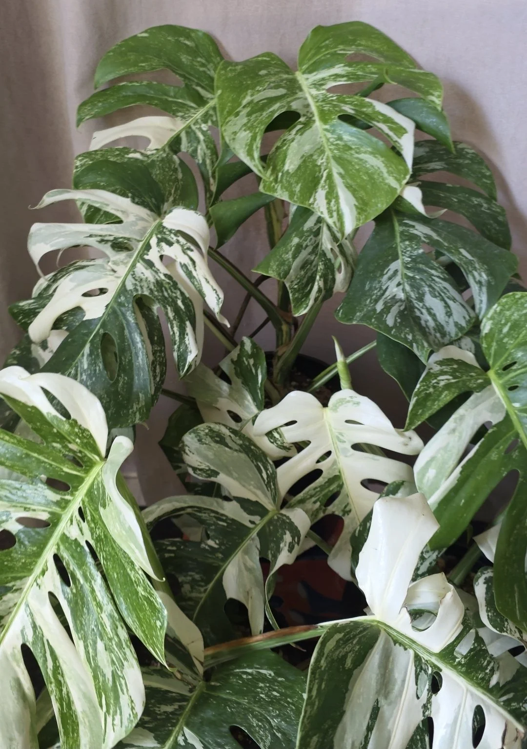 Monstera Albo - 1 Gallon