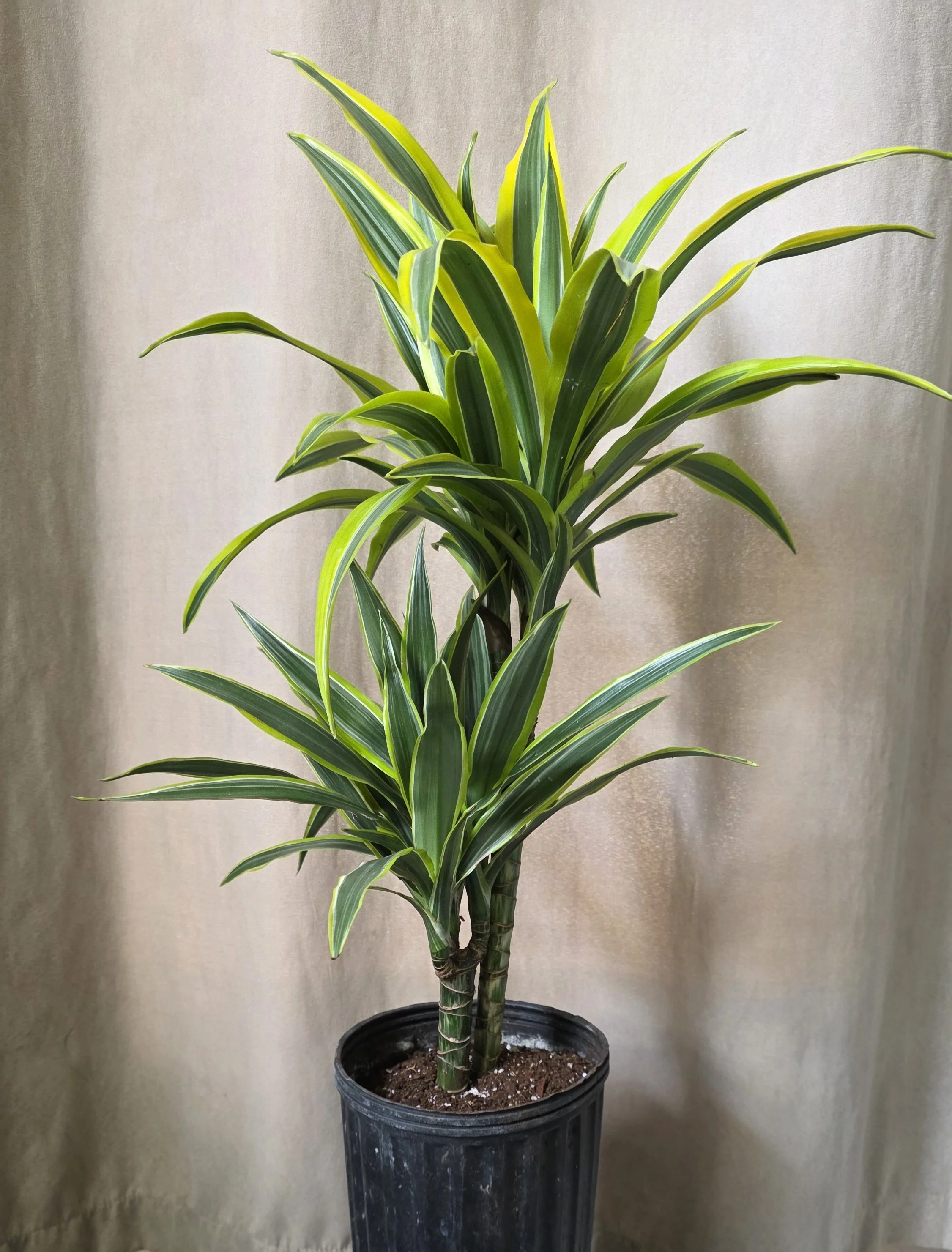 Dracaena Lemon Lime Double Cane - 1 Gallon