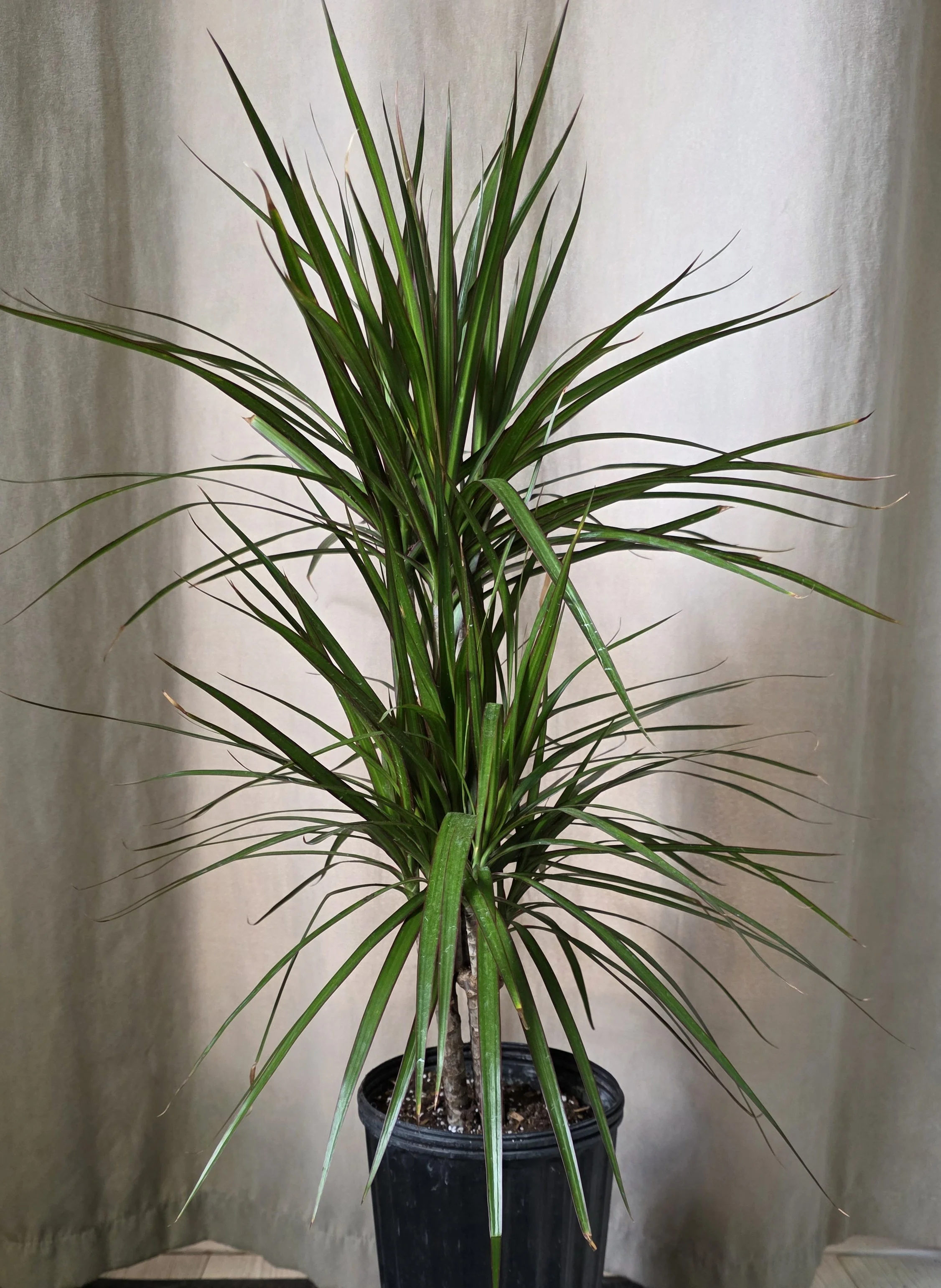 Dracaena Marginata 3/2/1 - 1 Gallon
