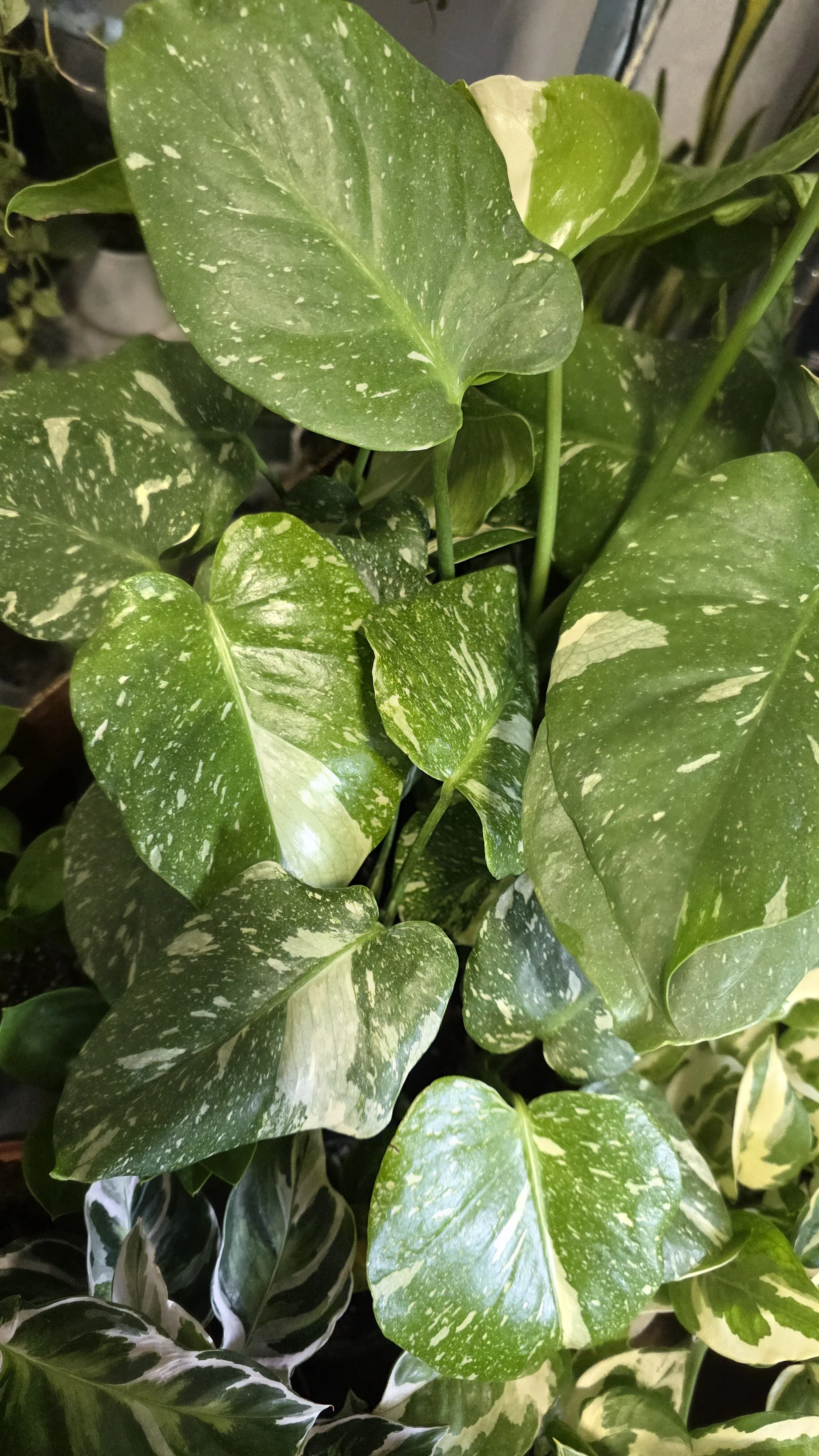 Monstera Thai Constellation - 3.5"